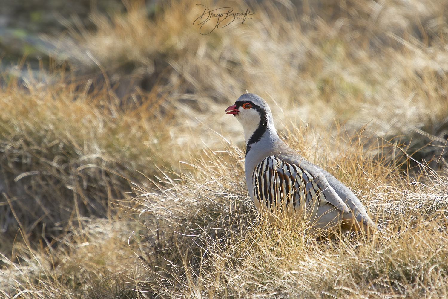 Coturnice (Alectoris greca saxsatilis)