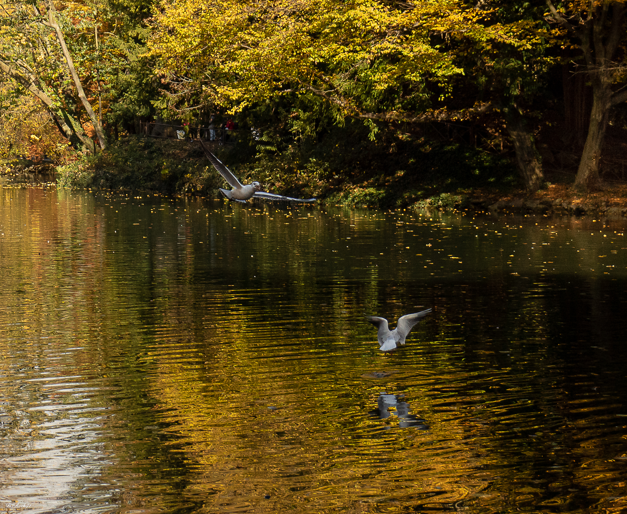 parco di monza - la danza dei gabbiani