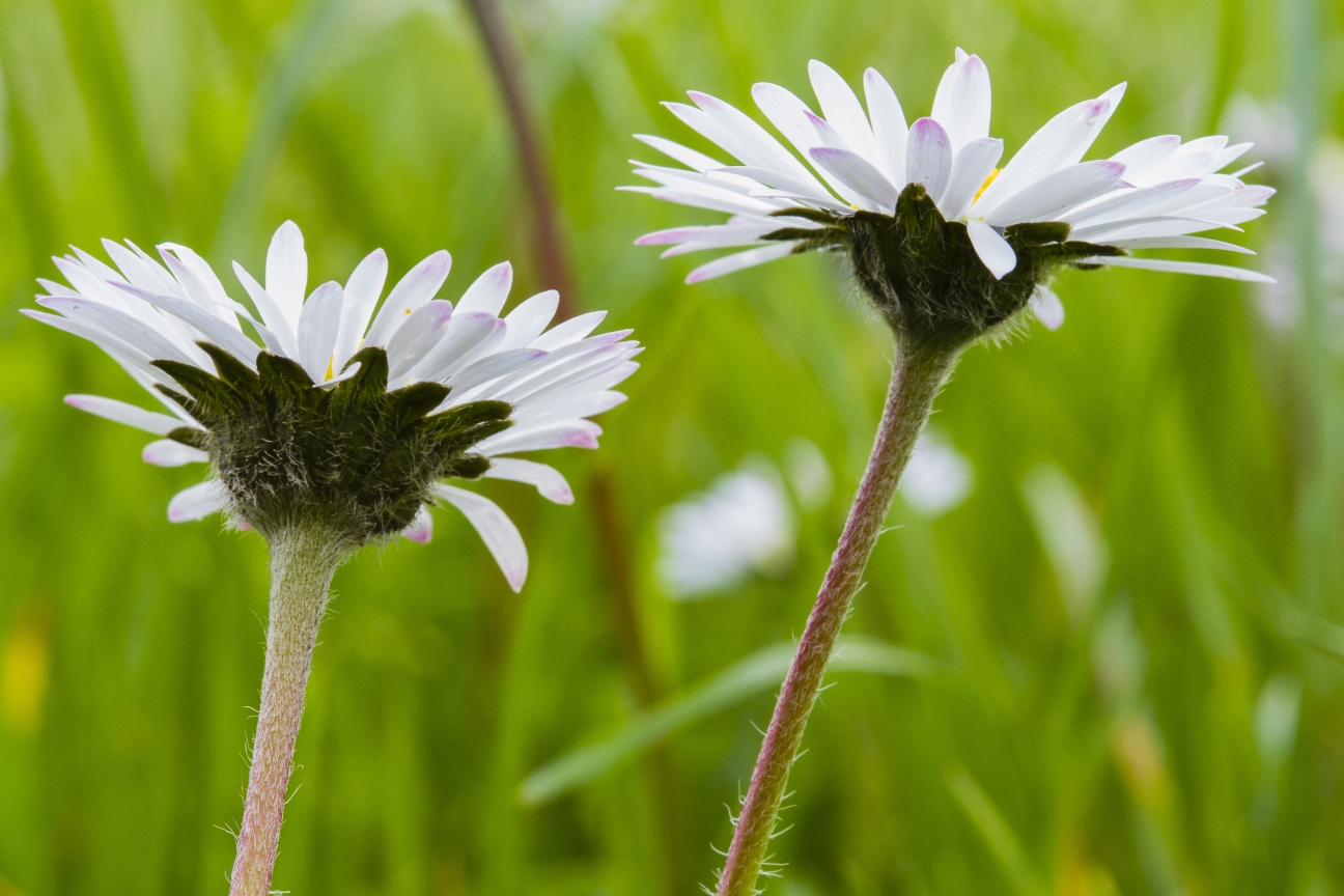 Daisies