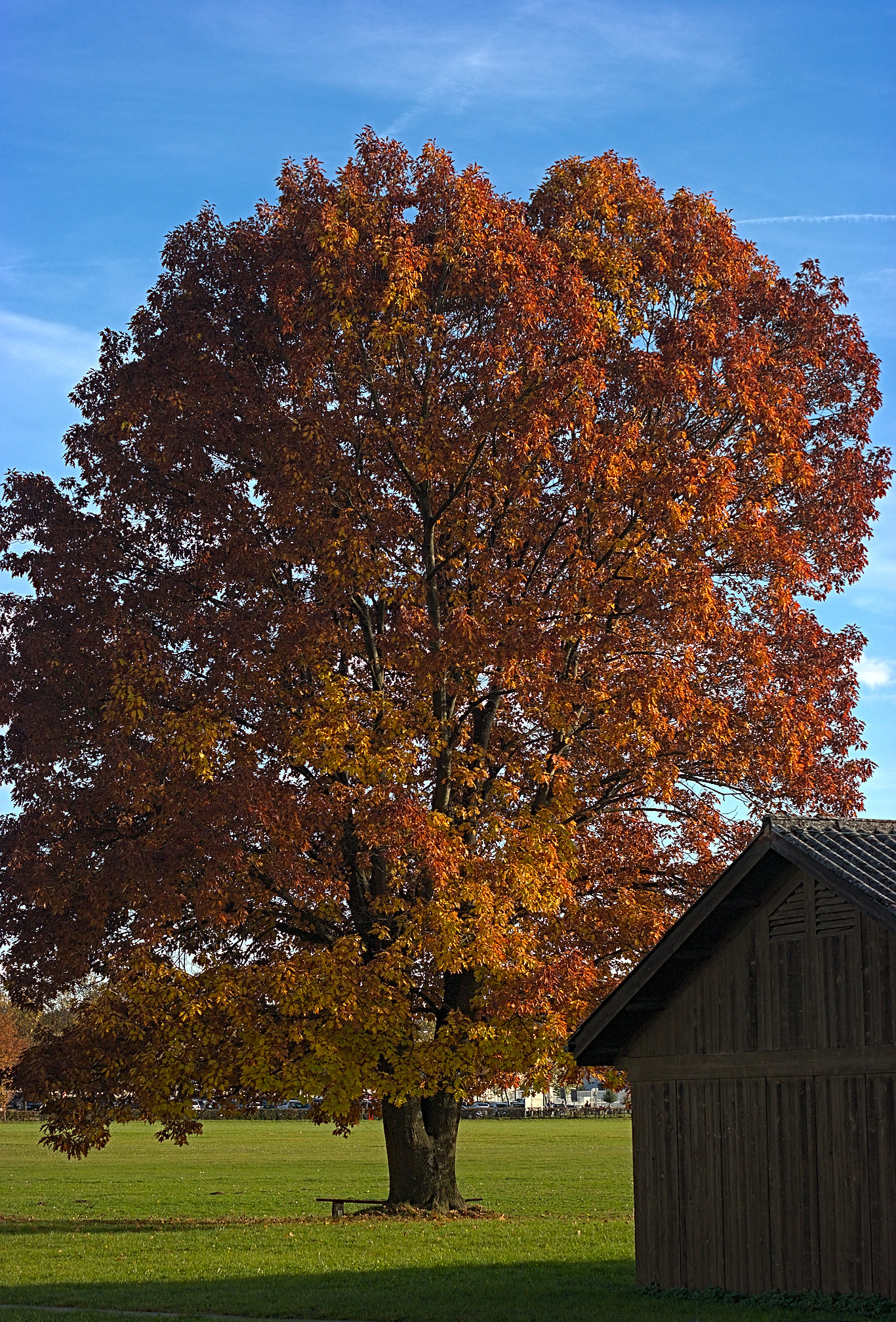 Quercia rossa