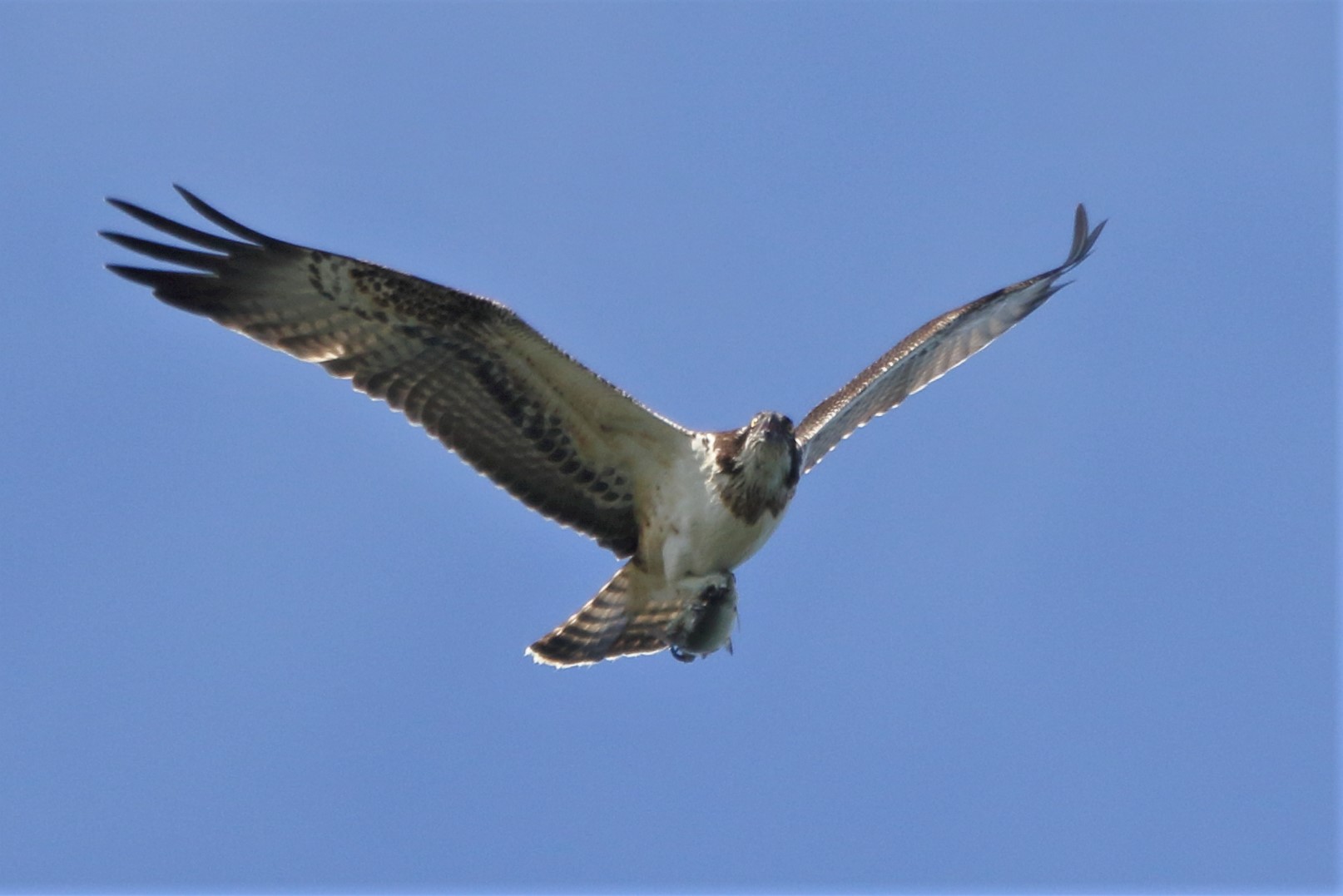 Osprey with prey 242