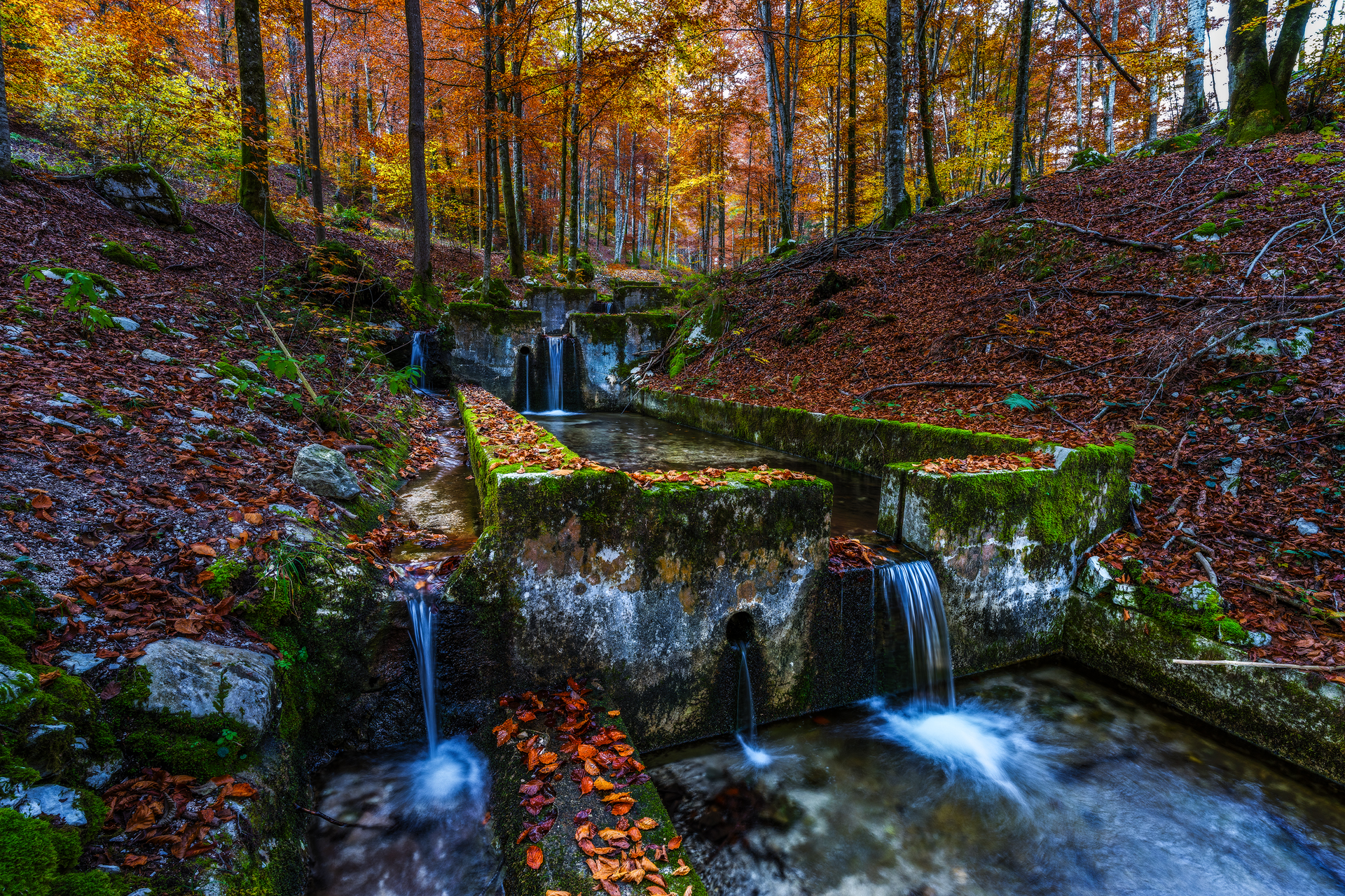 Vasche ittiche nella Foresta del Prescudin (pn)