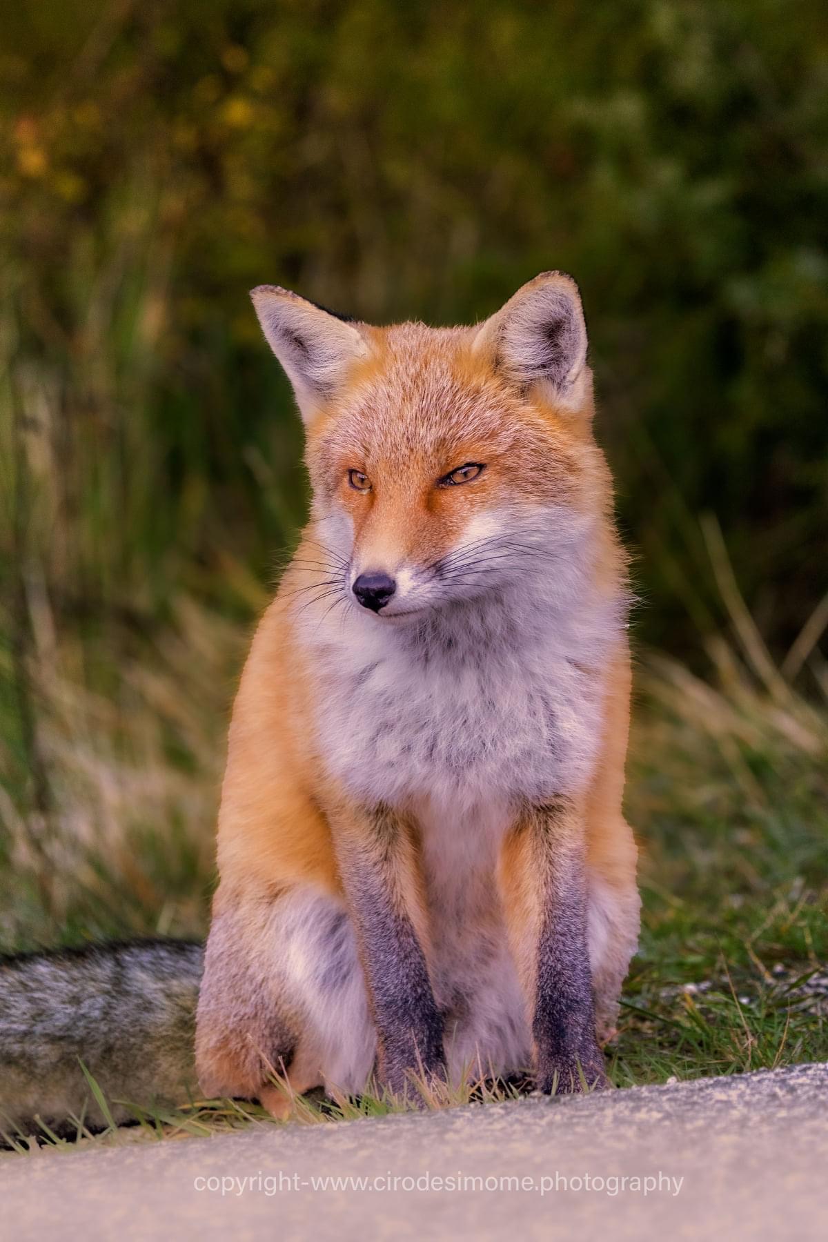 A sweet fox