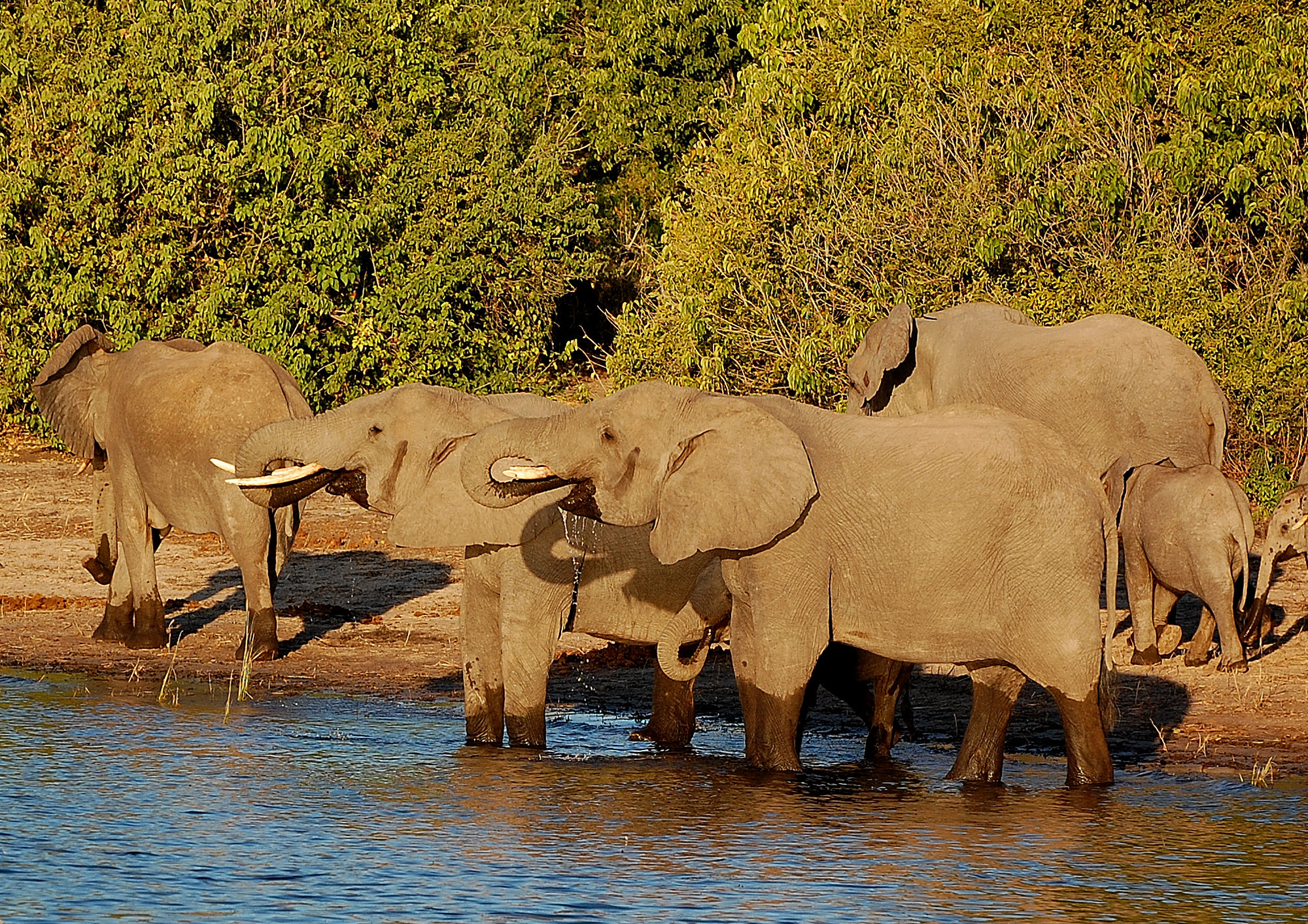 From the member... let's take another drop