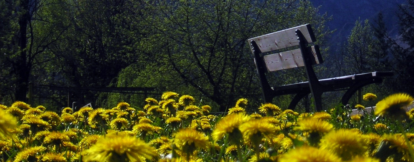 Panchina fra i fiori gialli
