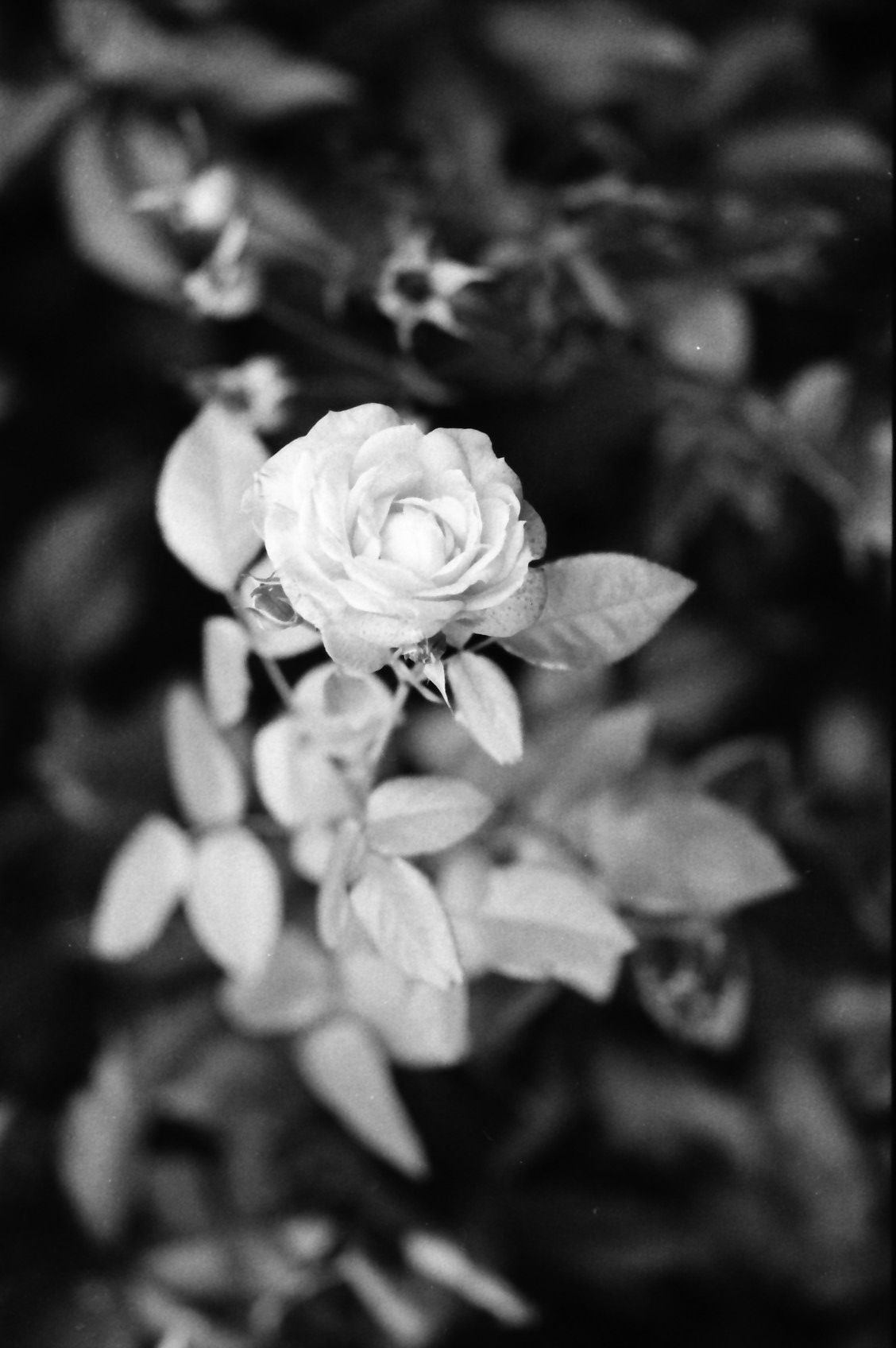 Rose. Analog photo with Leica R