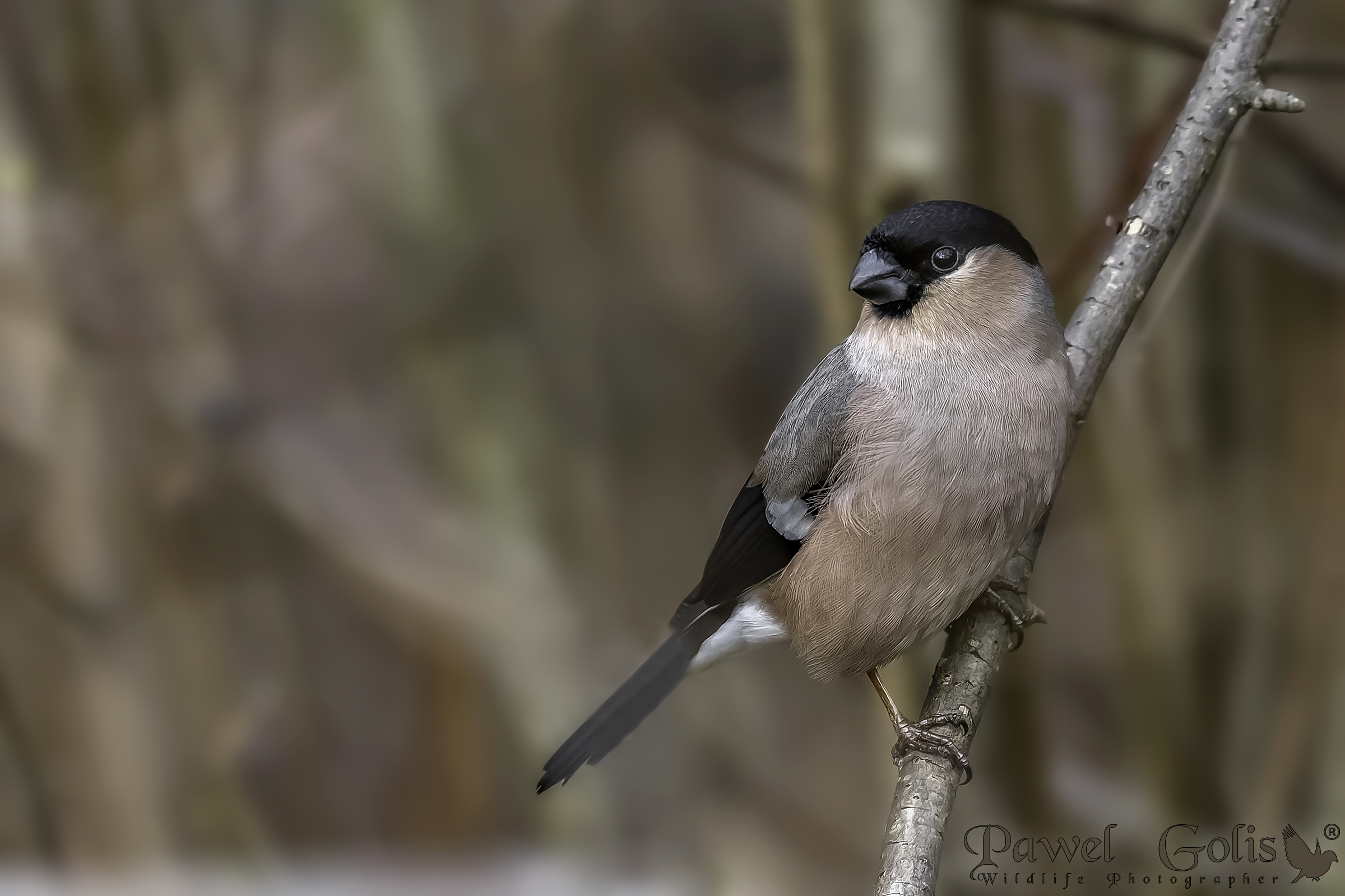 Ciuffolone eurasiatico (Pyrrhula pyrrhula)