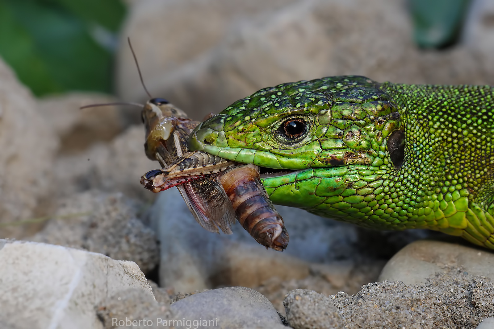 Ramarro in predazione