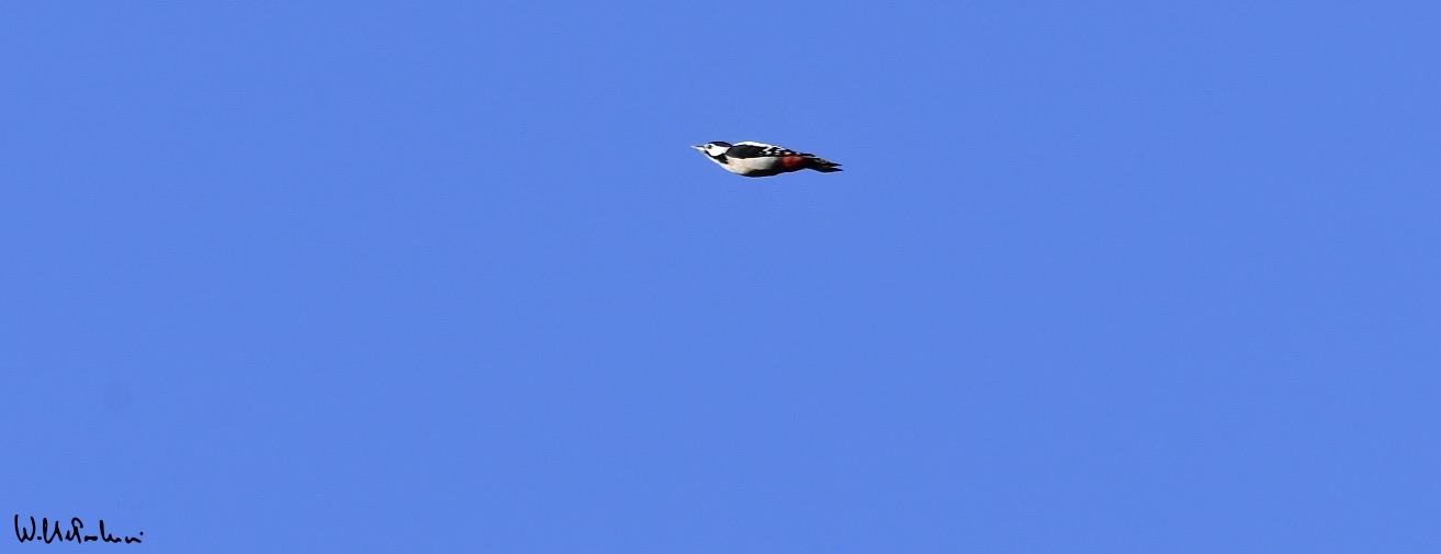 ... arrival!!! Greater red woodpecker