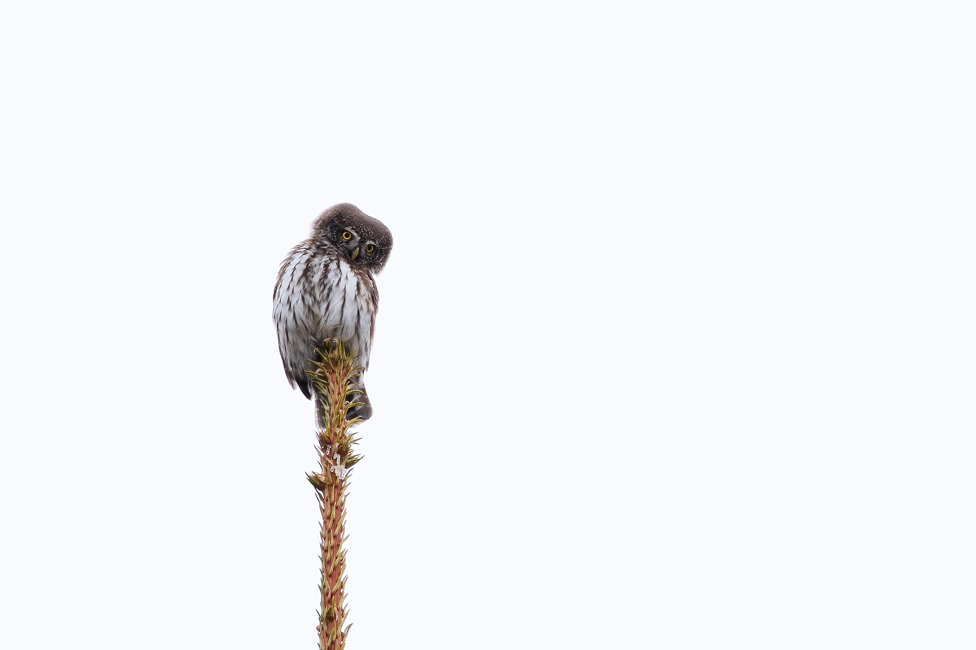 La piccola vedetta lombarda