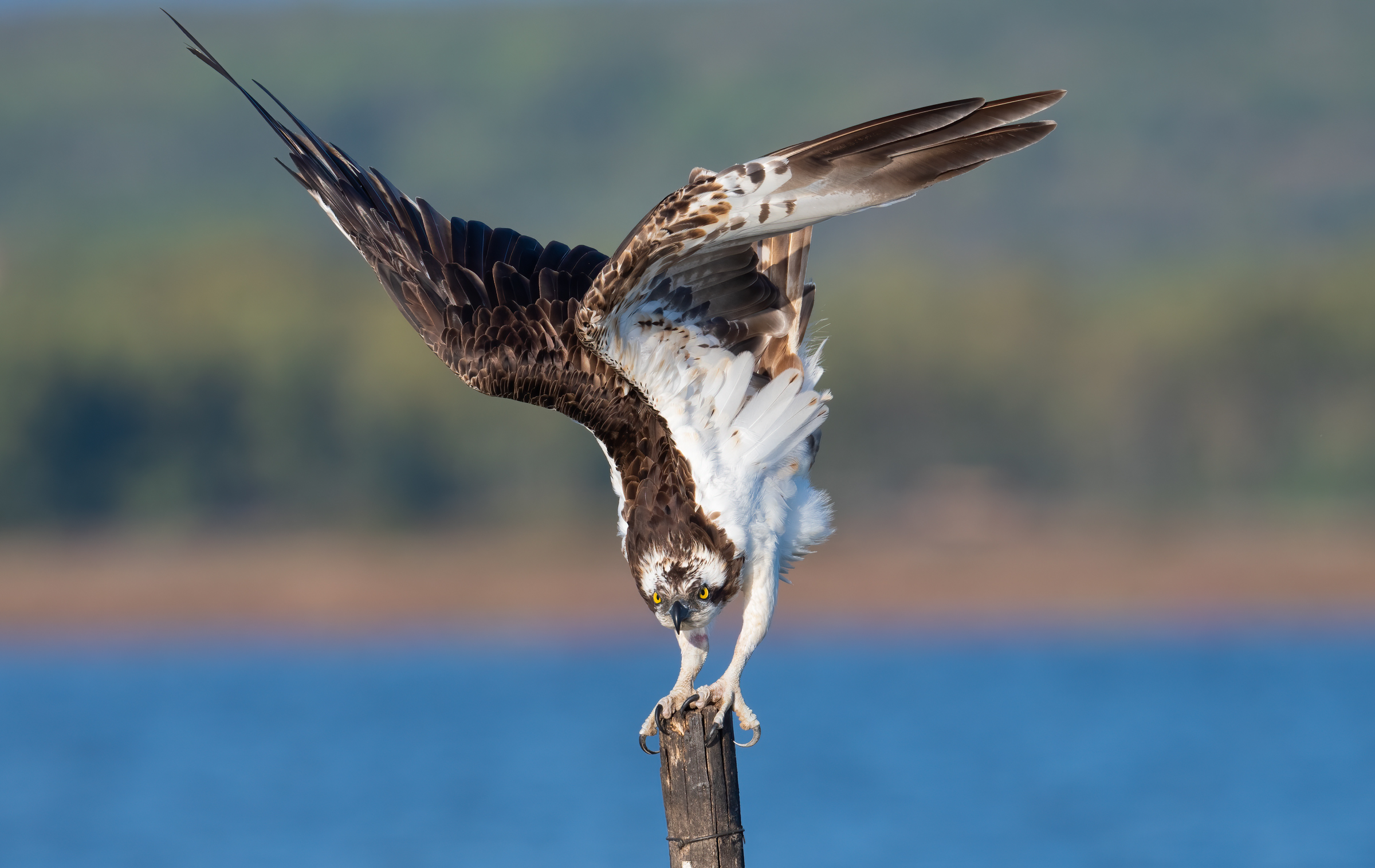 Osprey