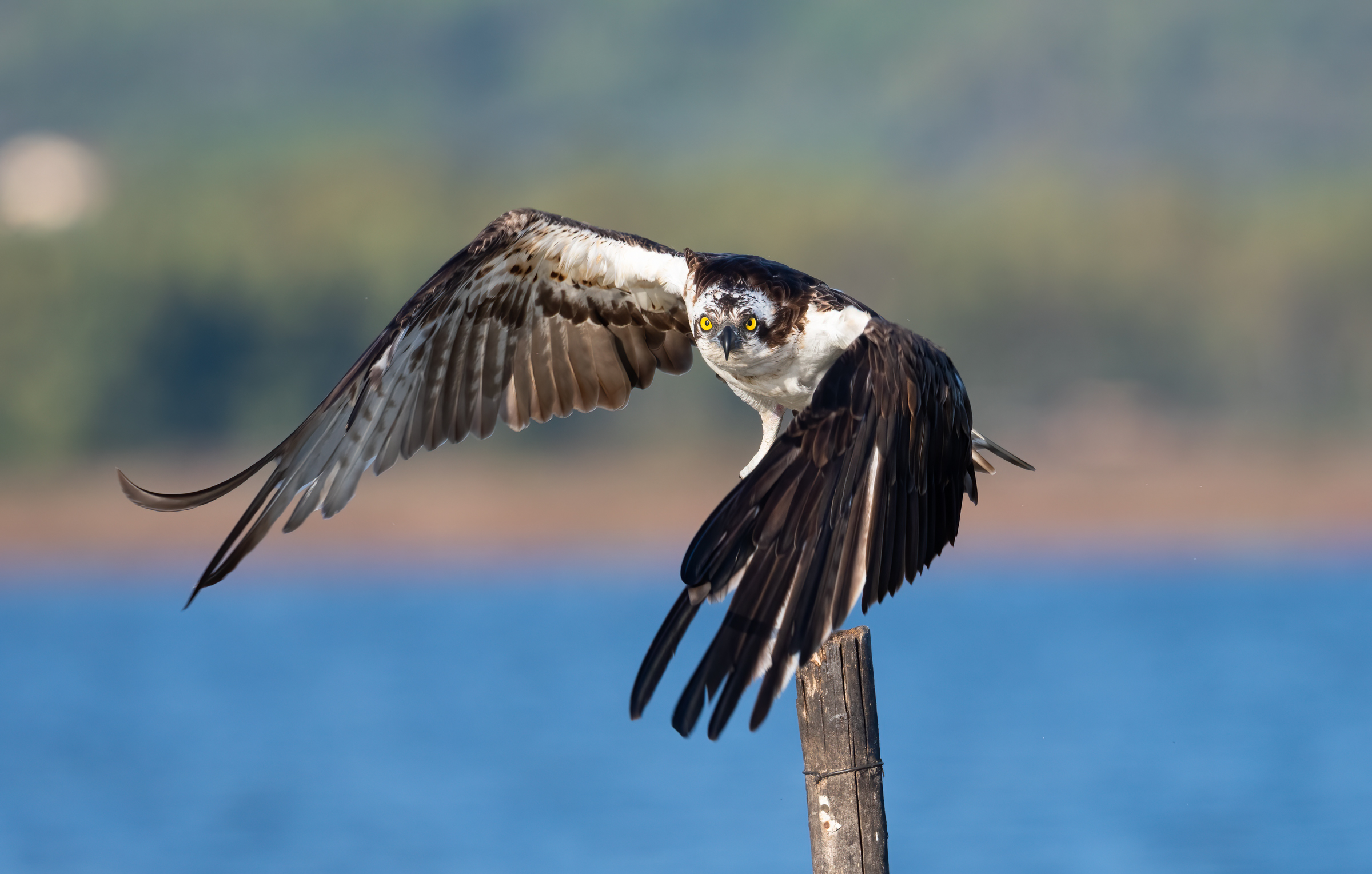 Osprey