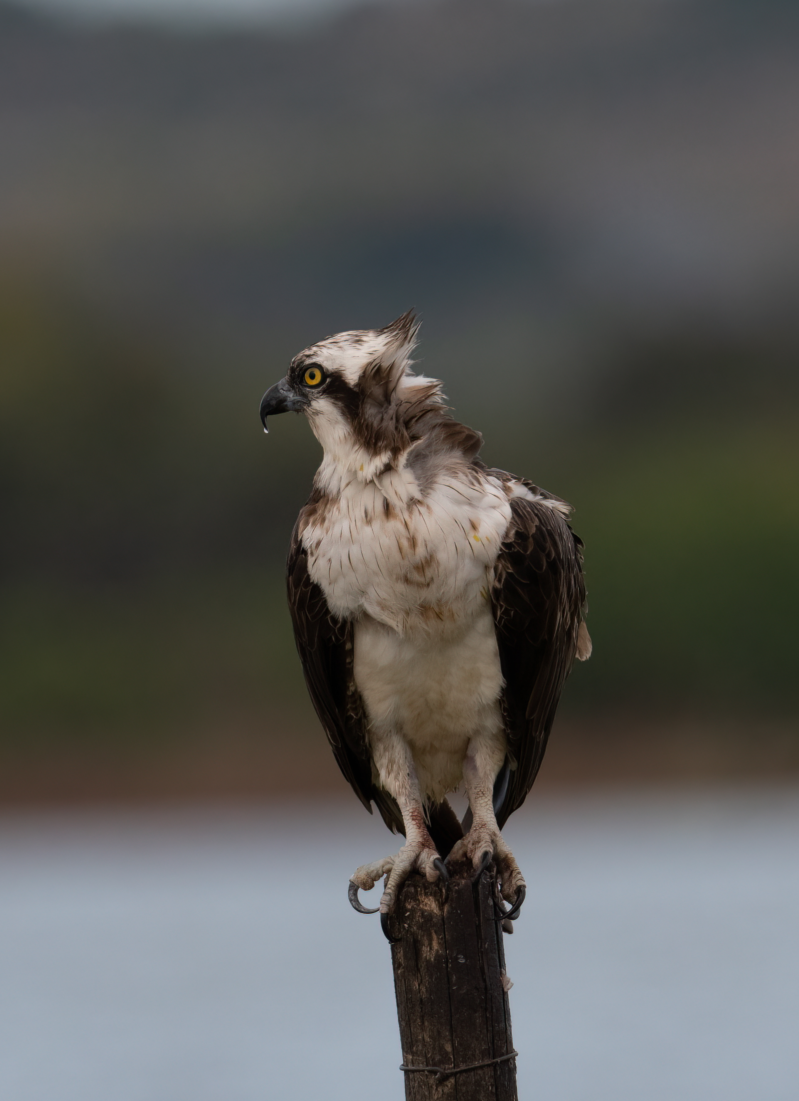 Osprey