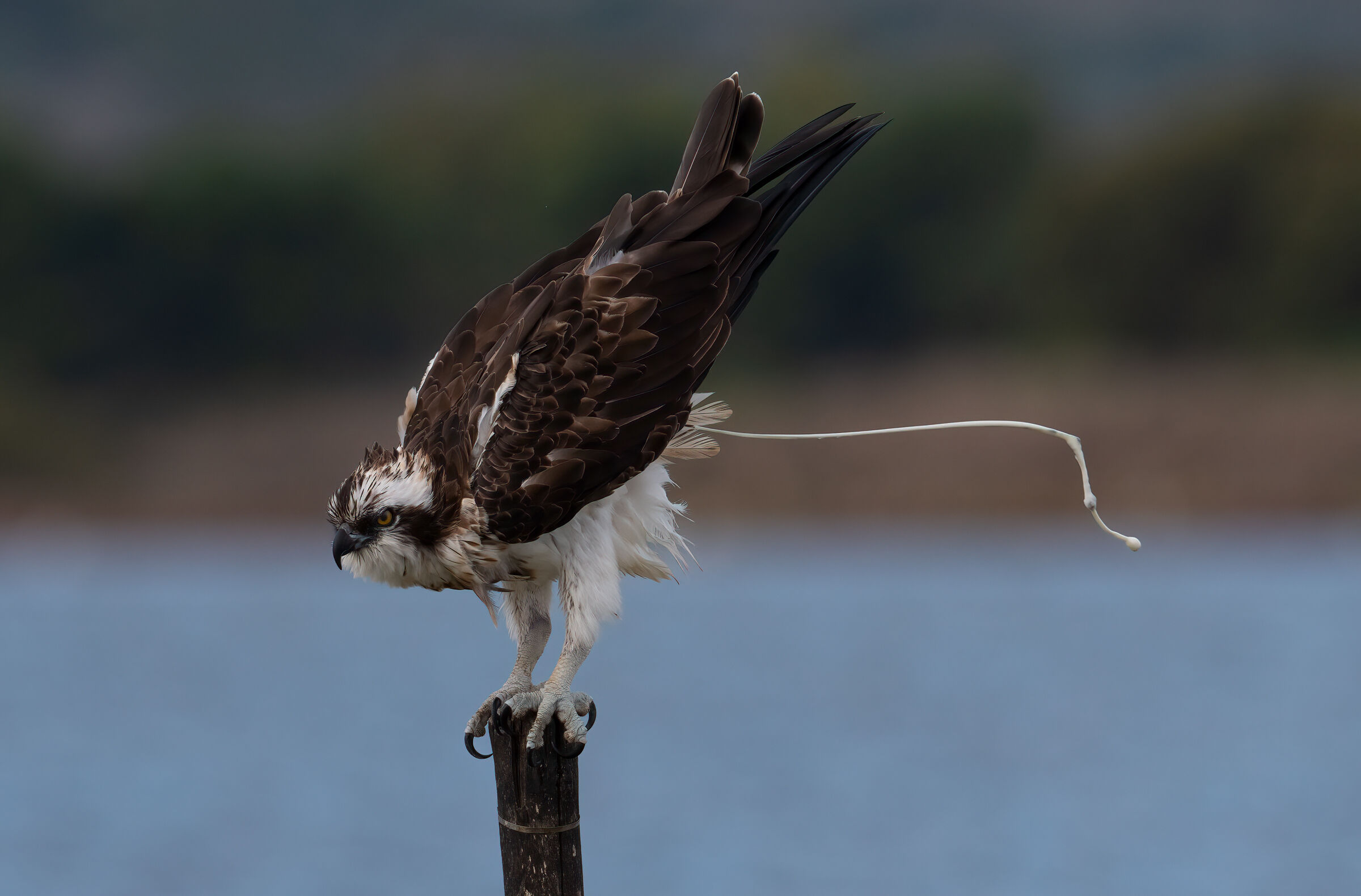 Osprey