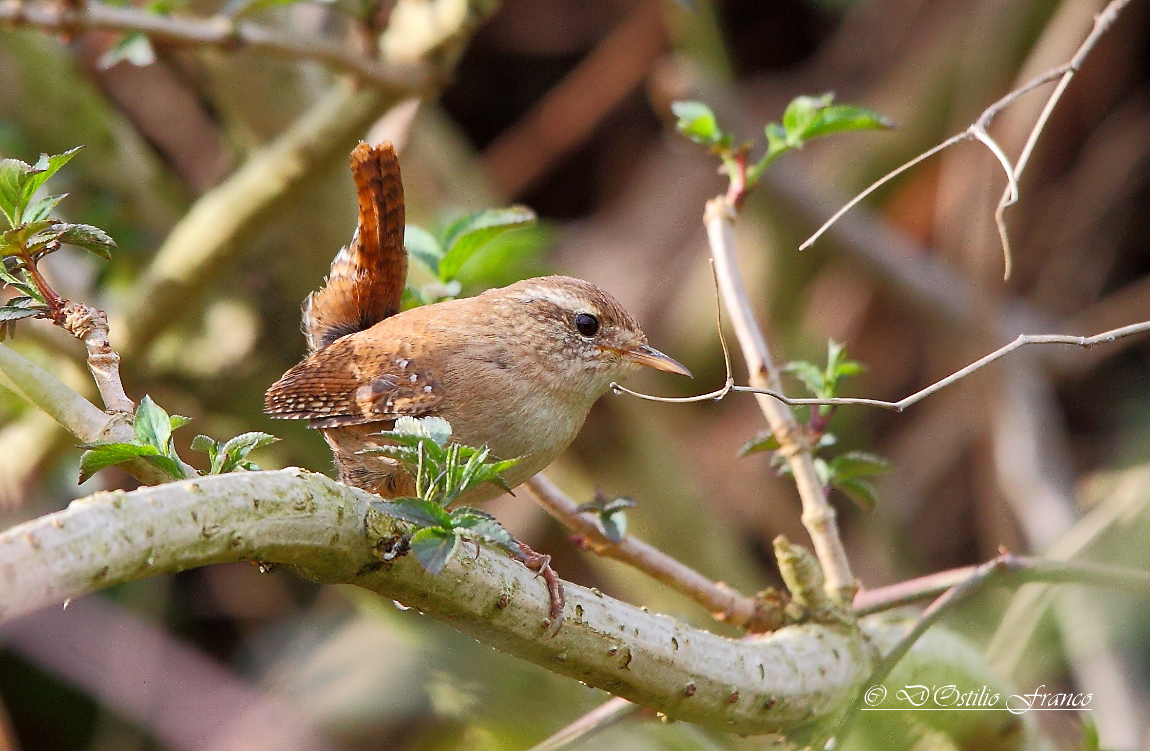 Wren
