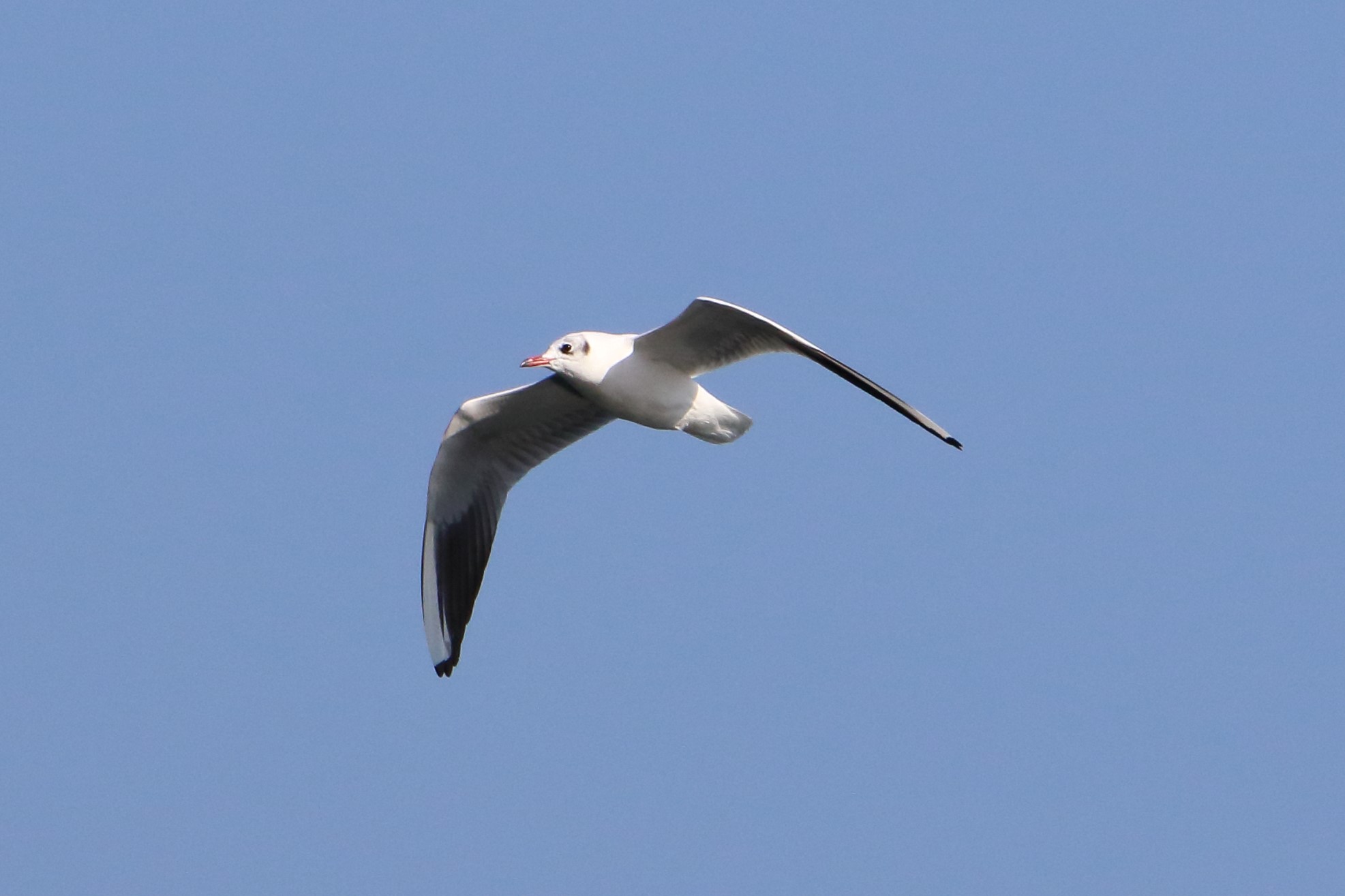 land gull