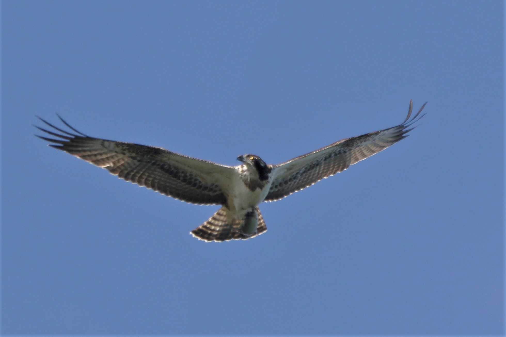 Osprey with prey 244