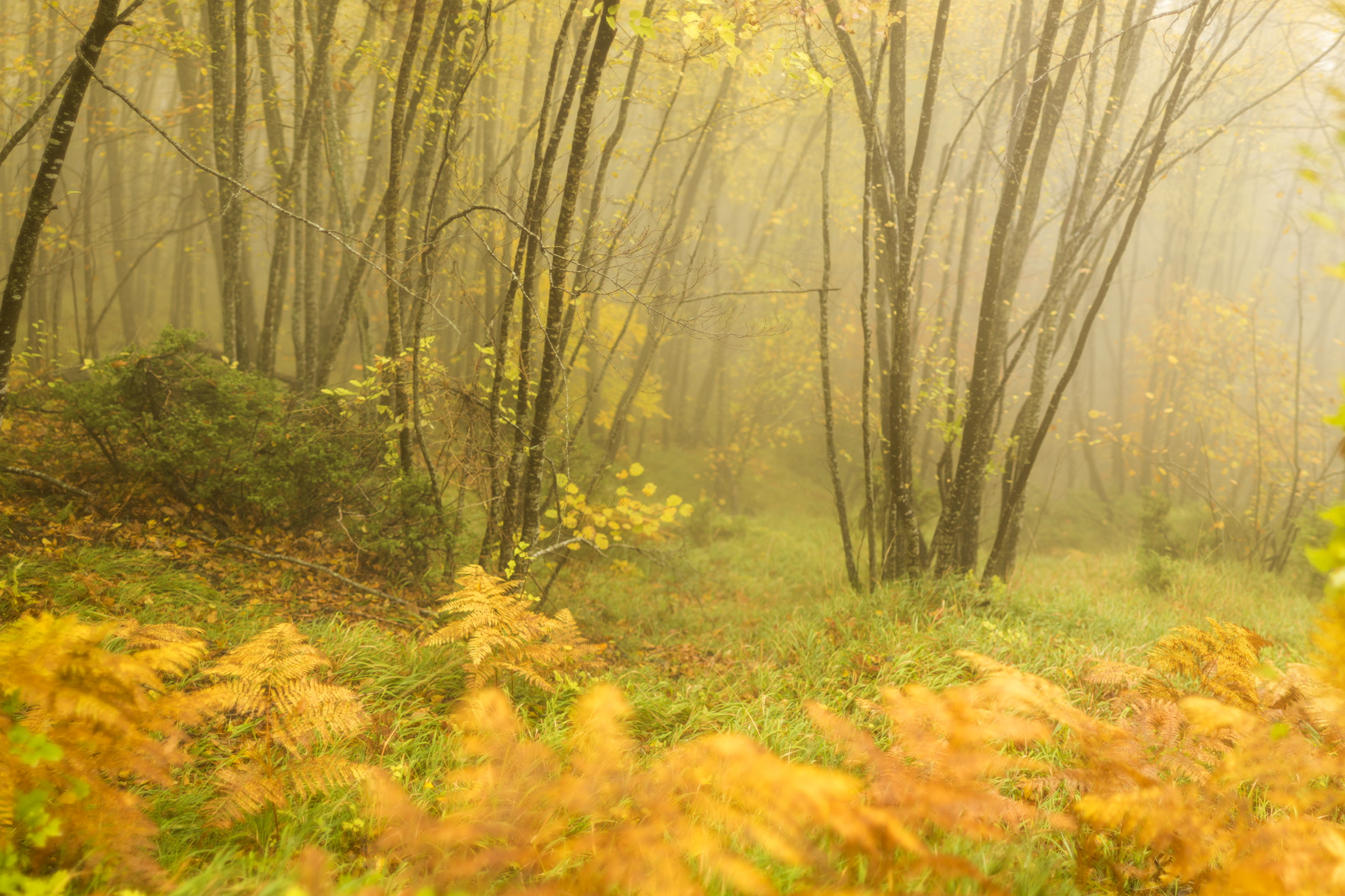 Se fossi un folletto vorrei abitare qui