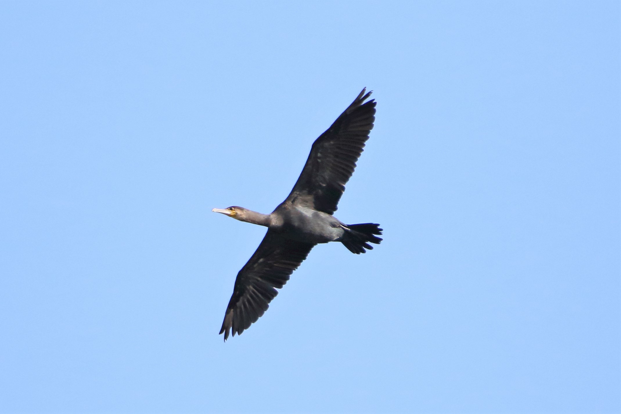 cormorant