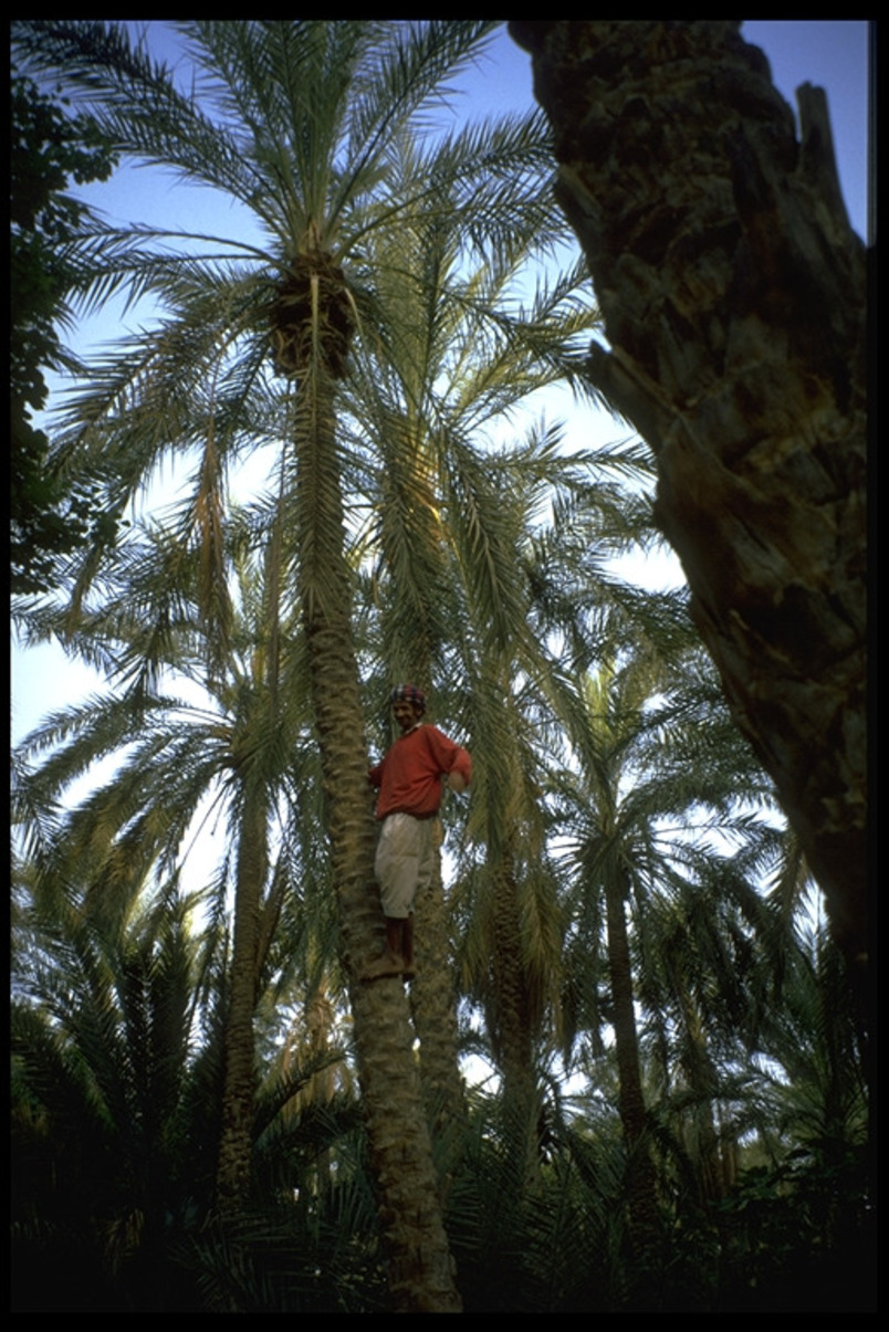 Coconut picker in Tunisia