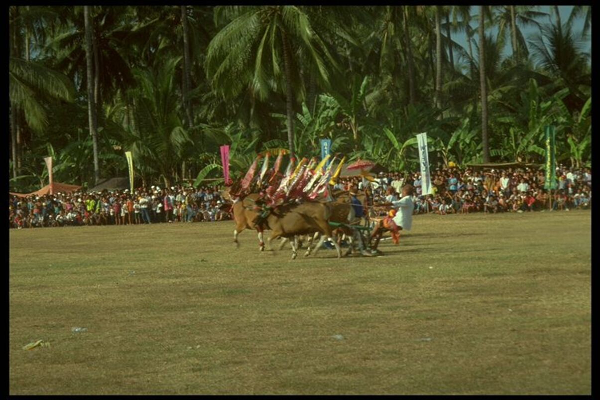 Cow ride in Bali
