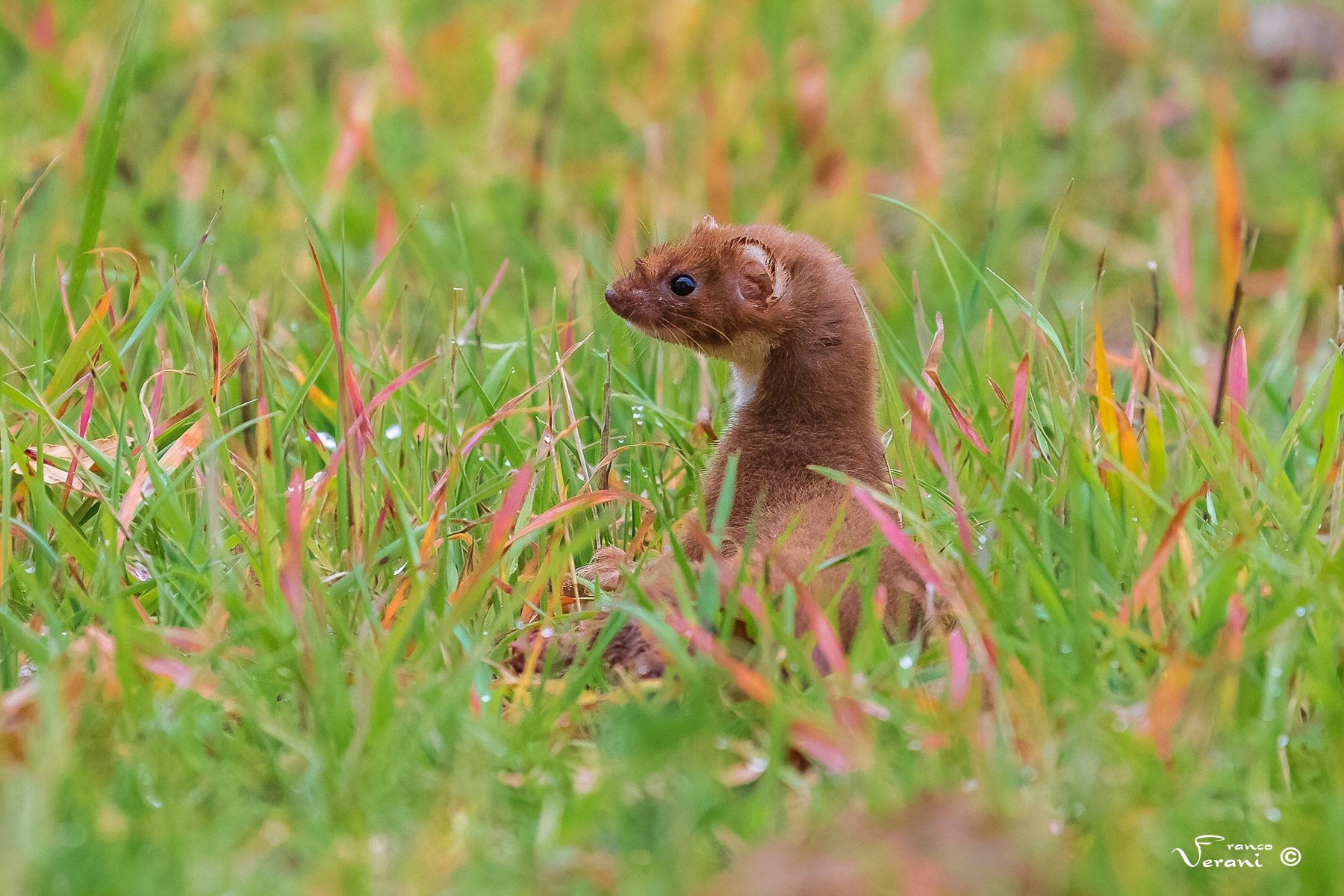Weasel