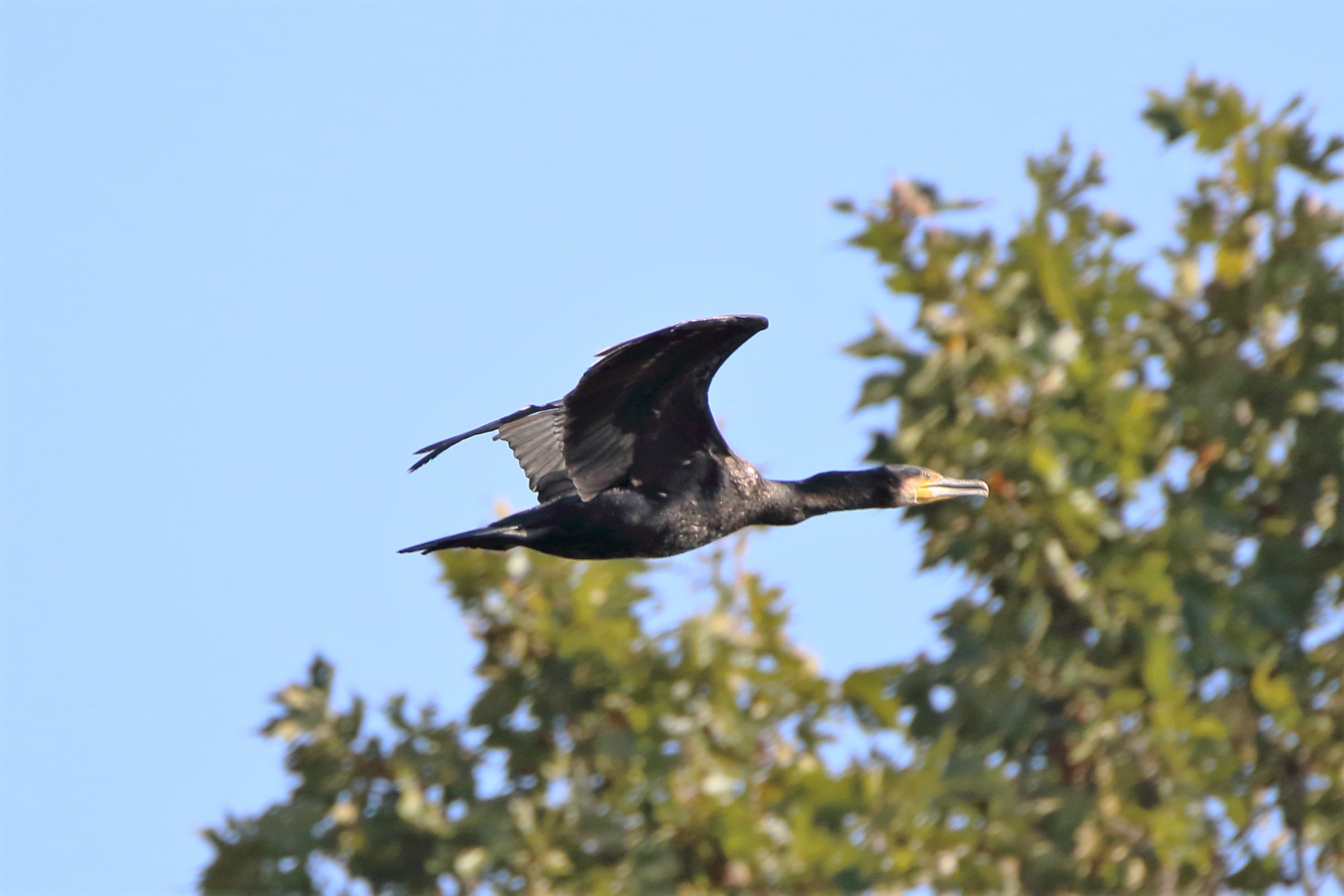 cormorant