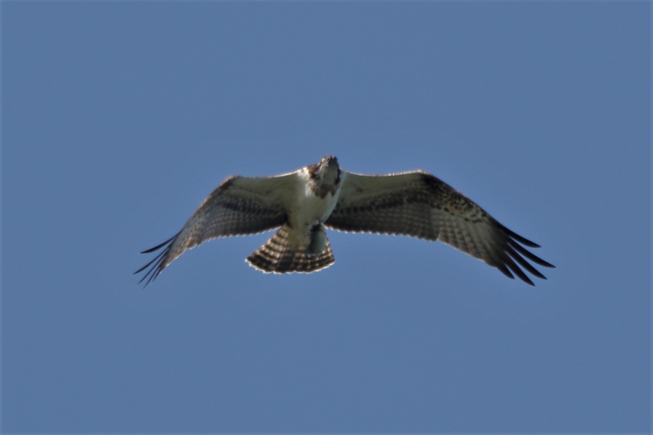 Osprey with prey 246