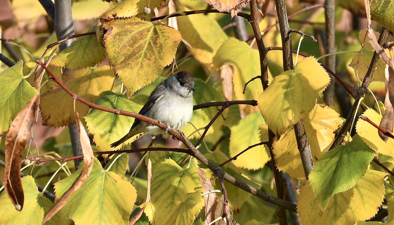 Black cap in autumn wetsuit