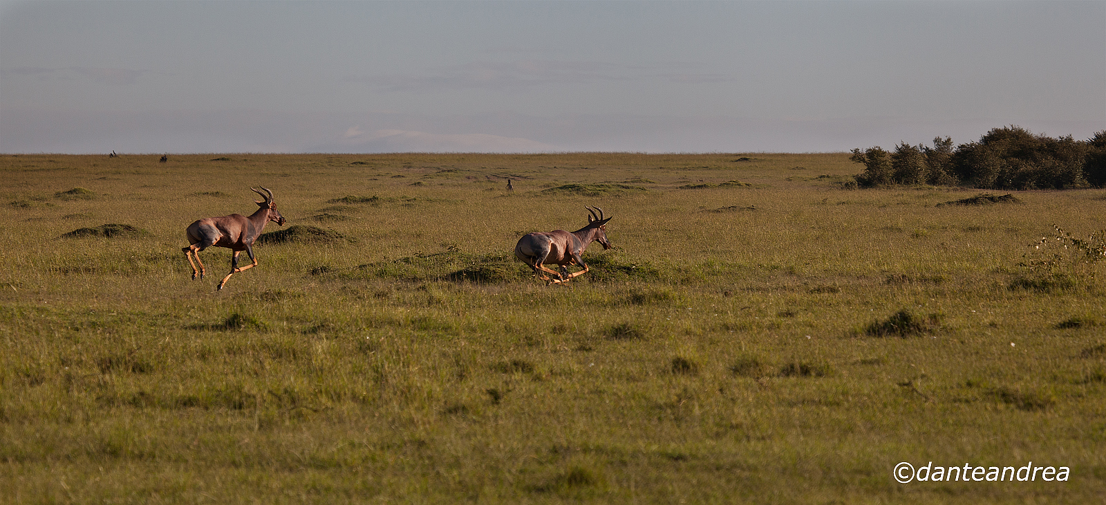 Jumping competition between males