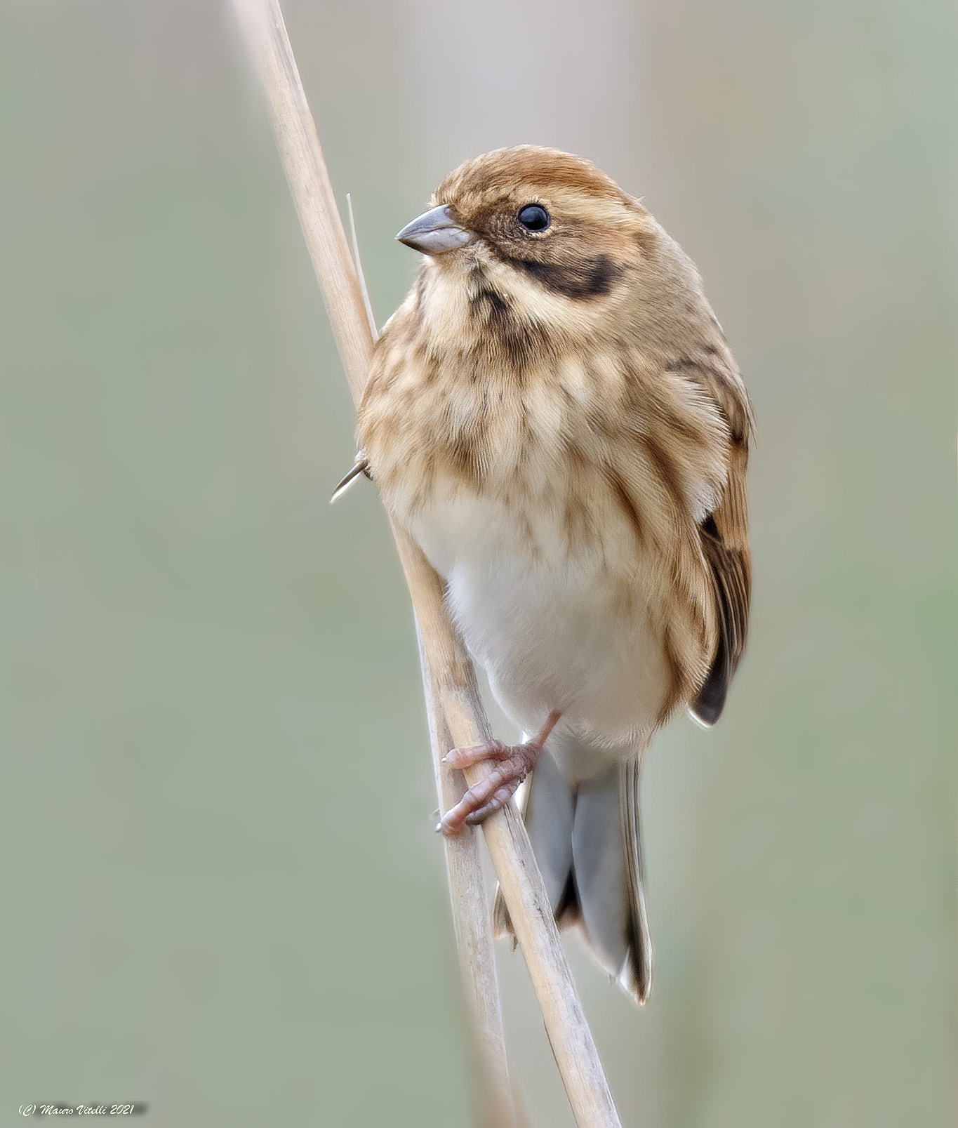 Marsh Migliarino (Emberiza shoeniclus)