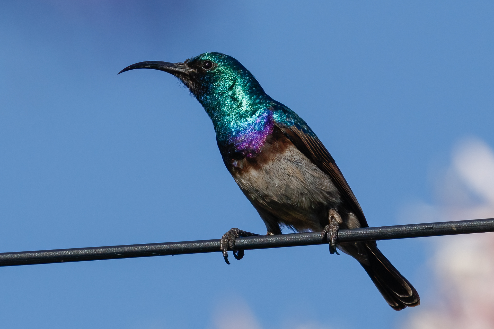 White-bellied Sunbird