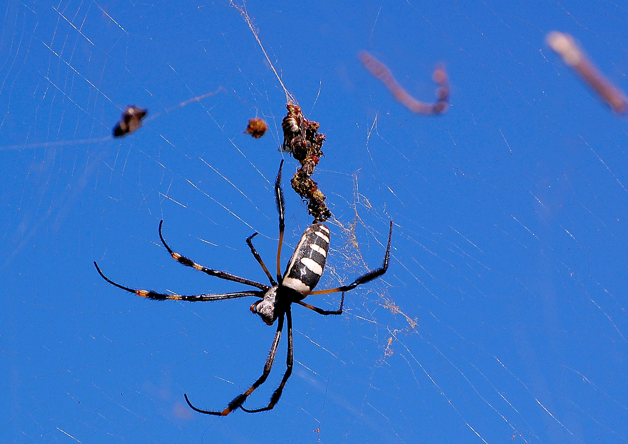 Argiope bruennichi: ragno vespa e la sua cambusa