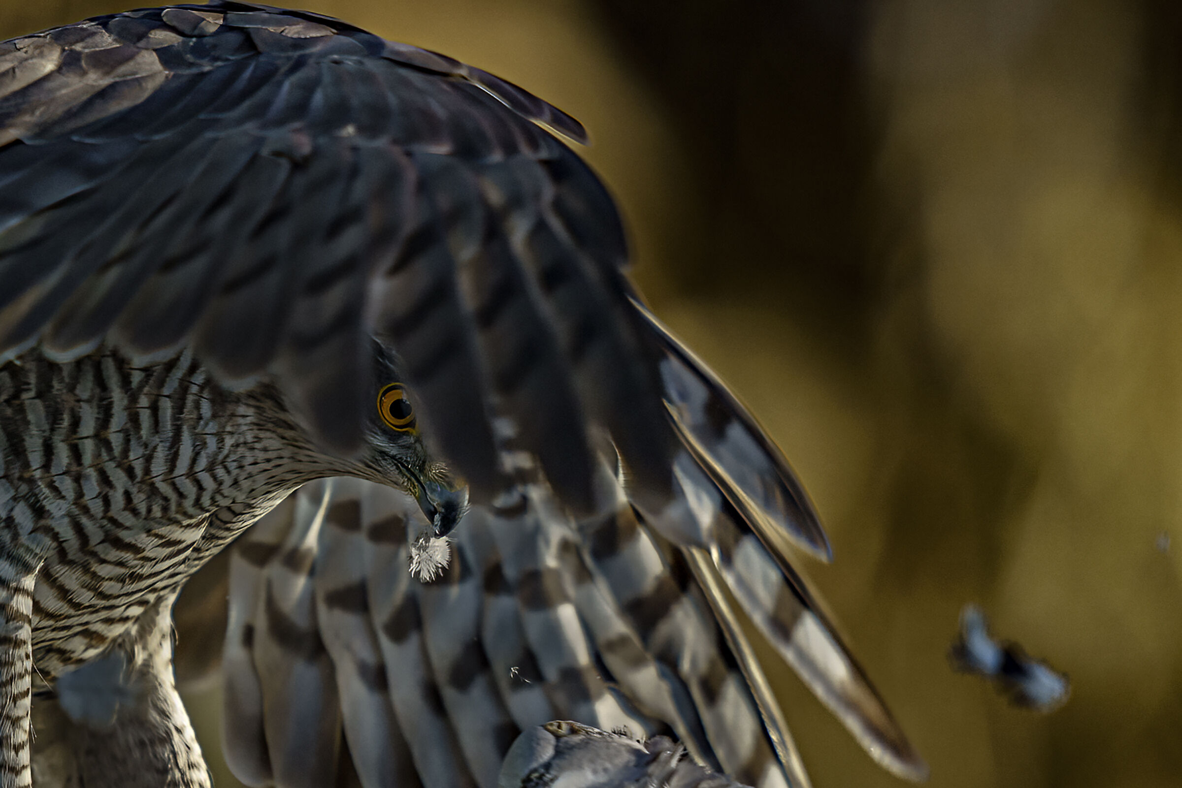 sguardo