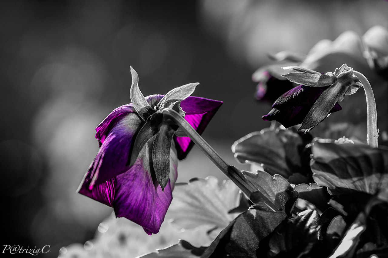 __viola del pensiero__