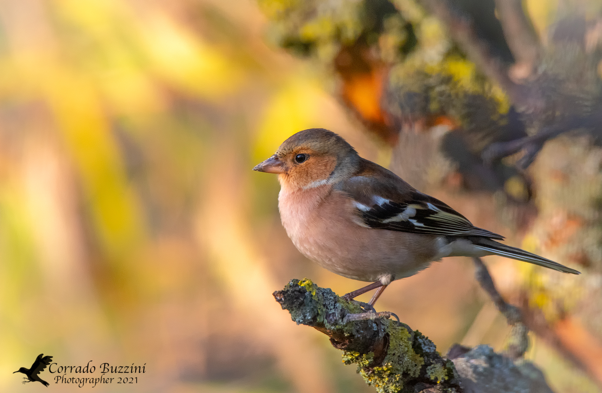 Chaffinch