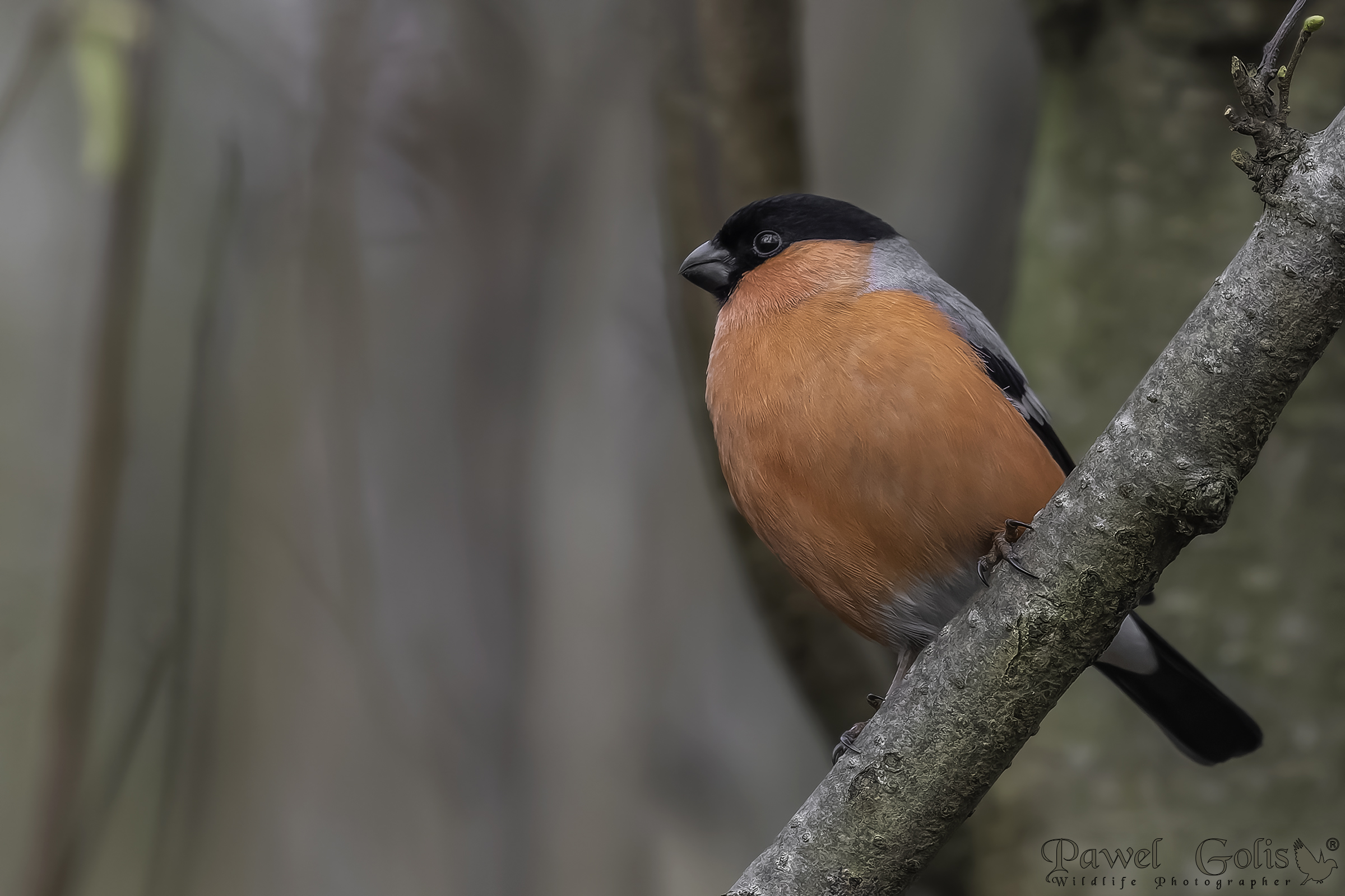 Ciuffolone eurasiatico (Pyrrhula pyrrhula)