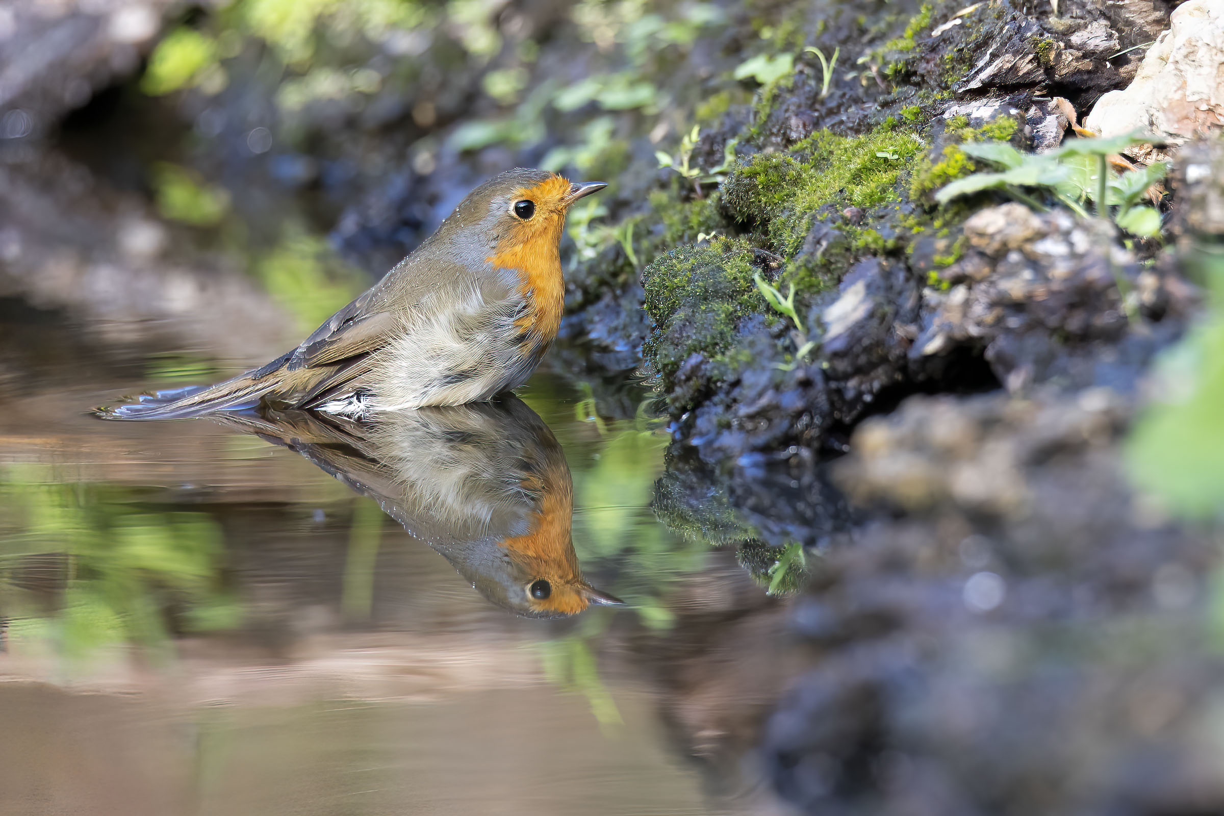 Il bagnetto di San Martino