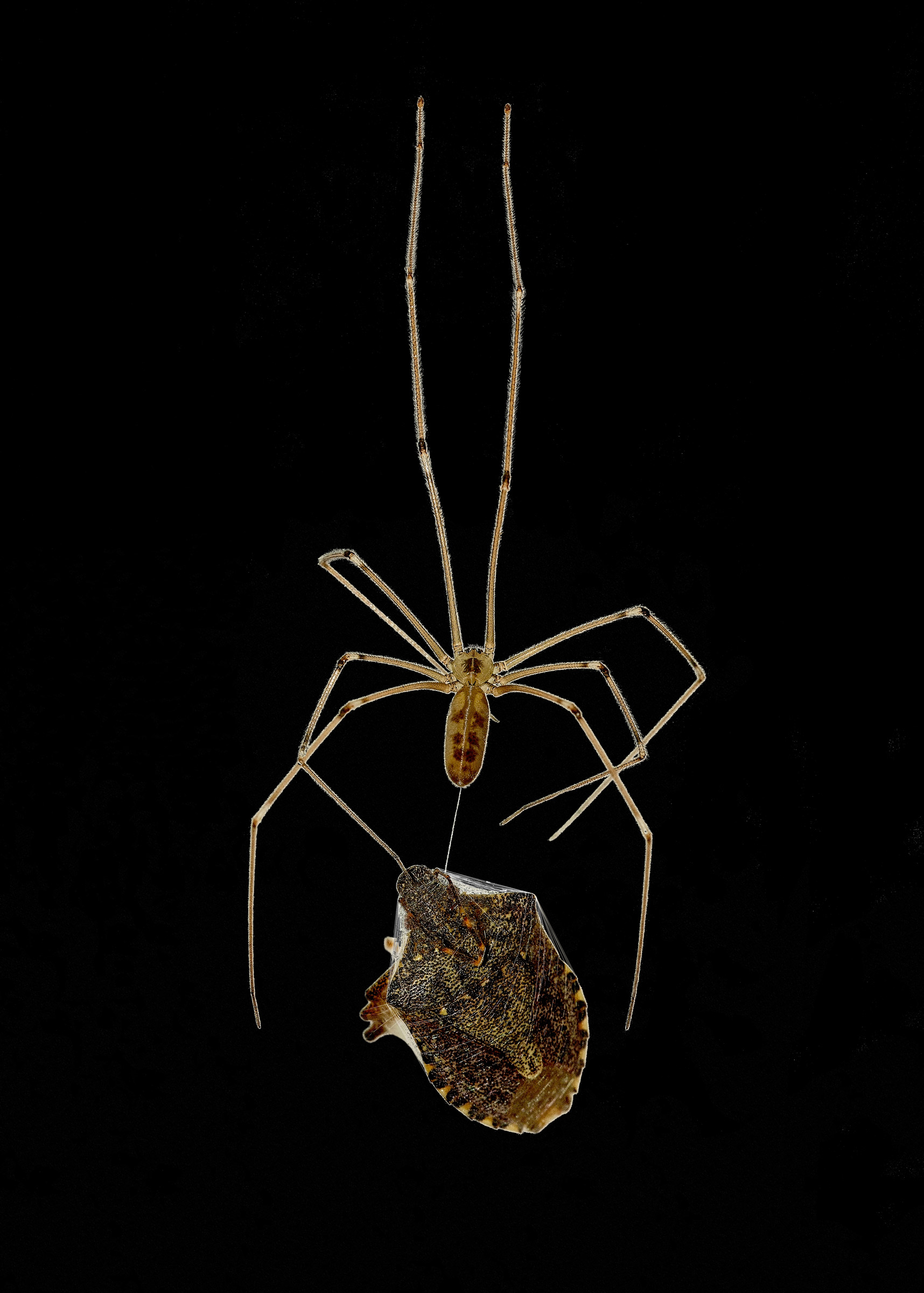 Nella tela del ragno