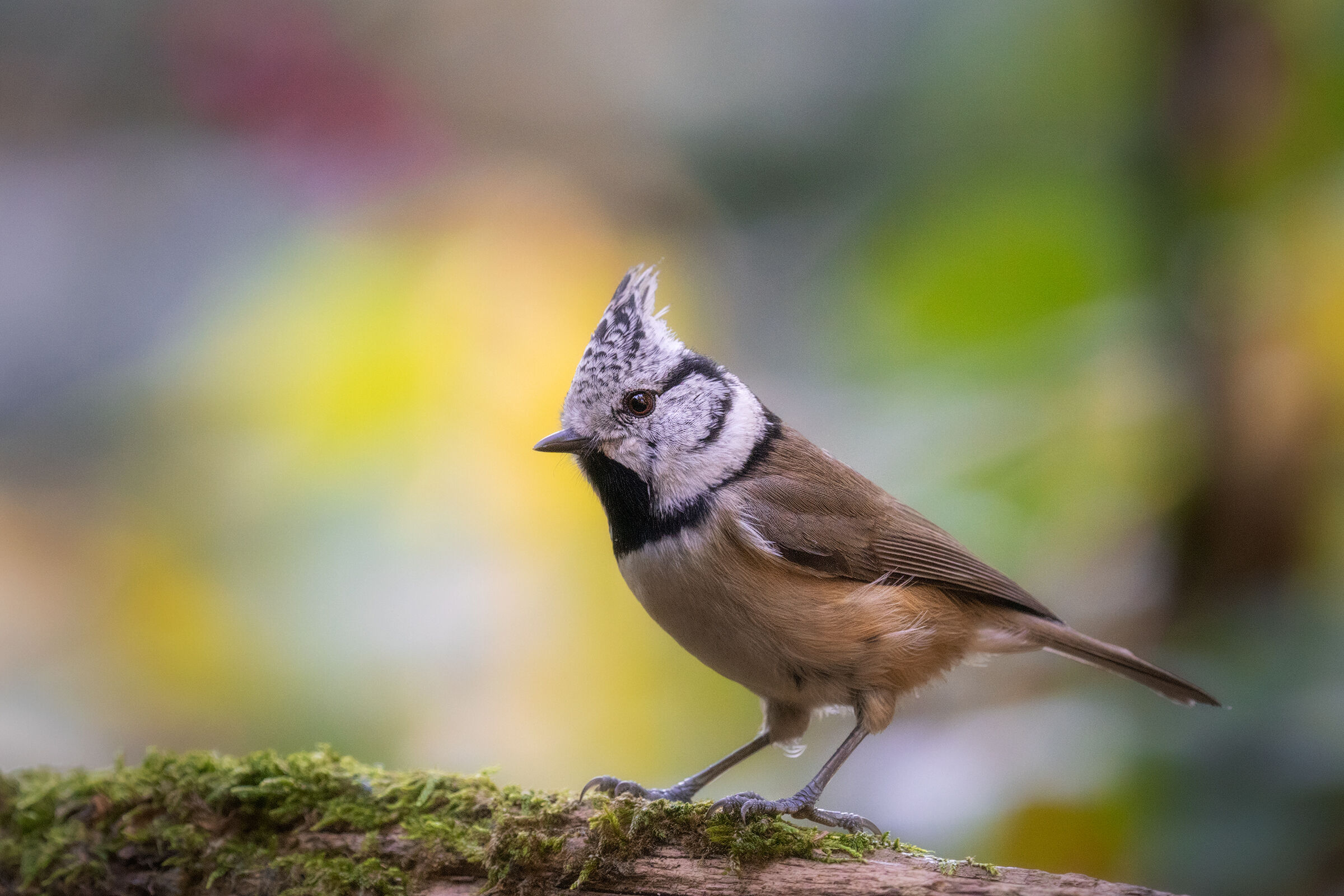 Tufted