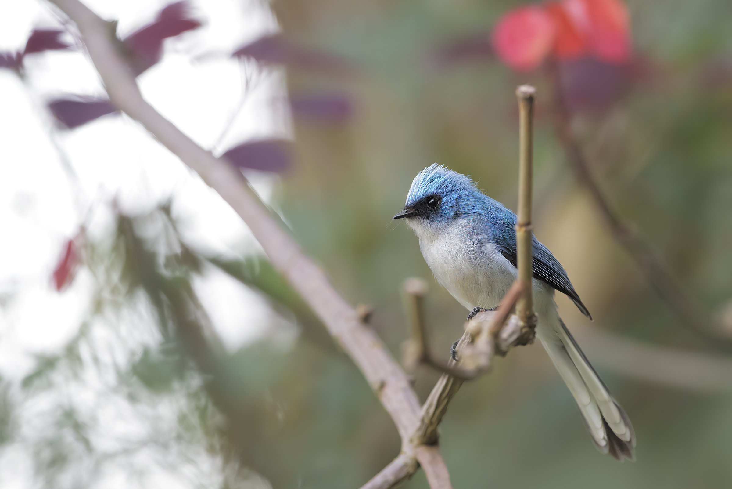 Blue flycatcher