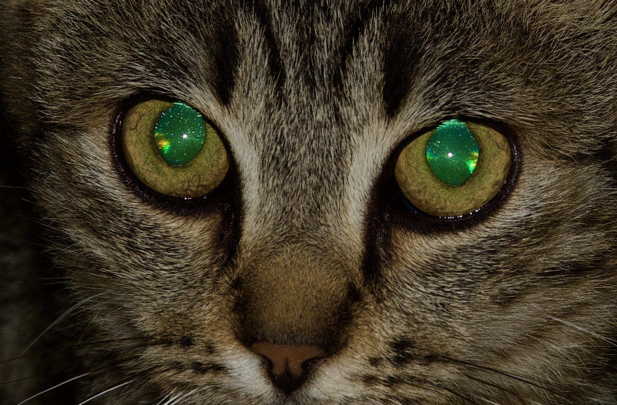 Un gatto laser