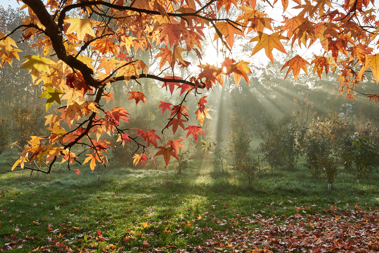 Autumn at parco Nord