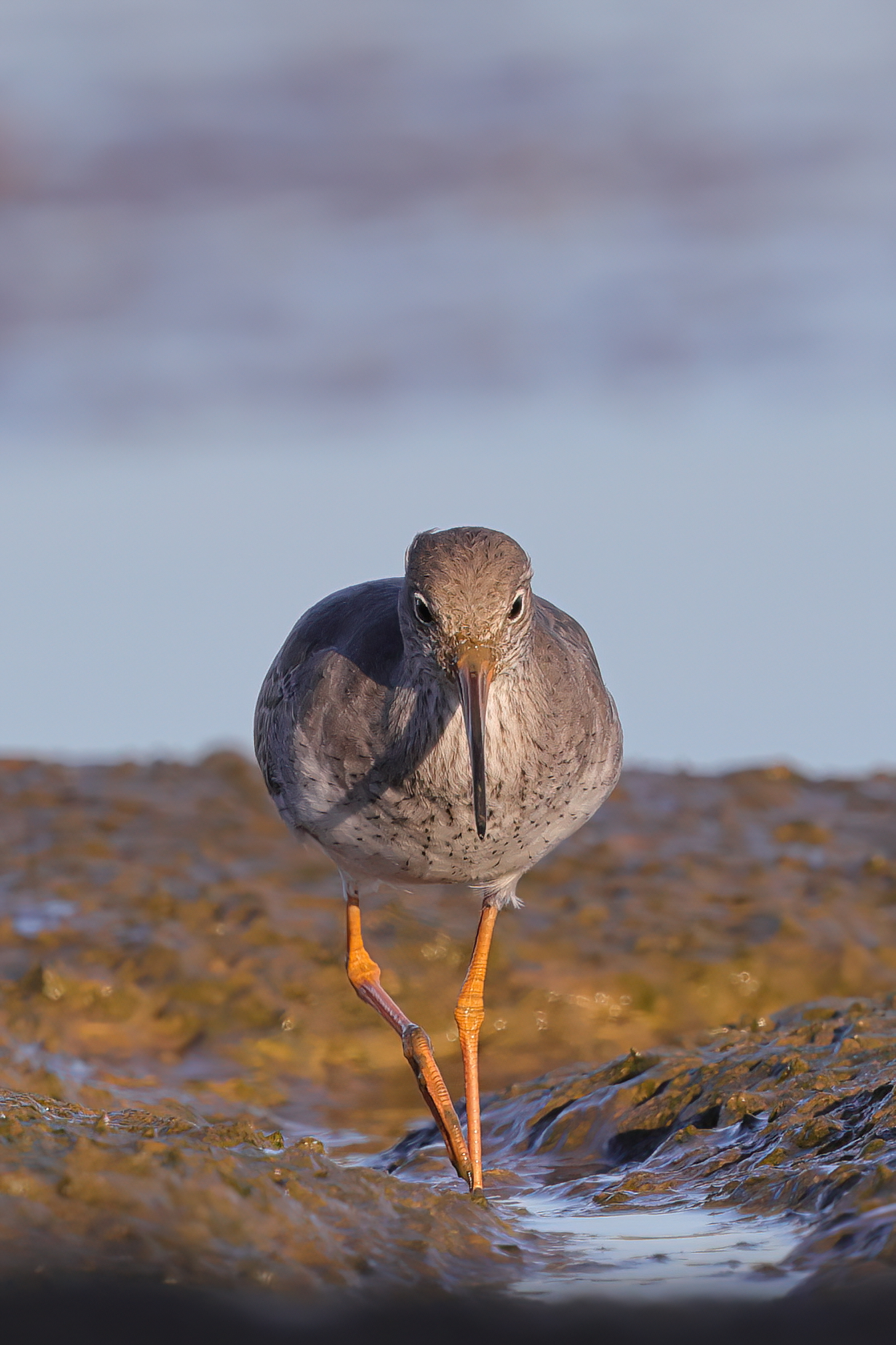 Redshank
