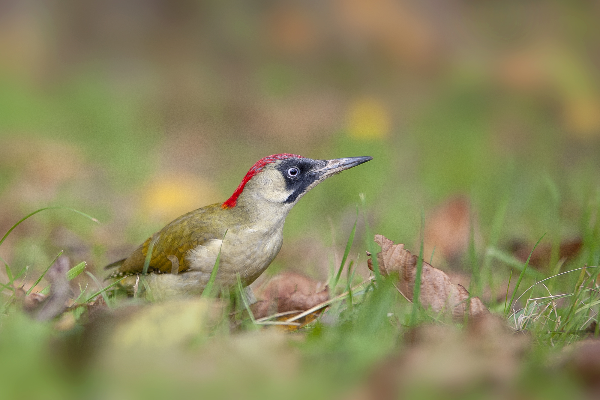 Picchio verde femmina