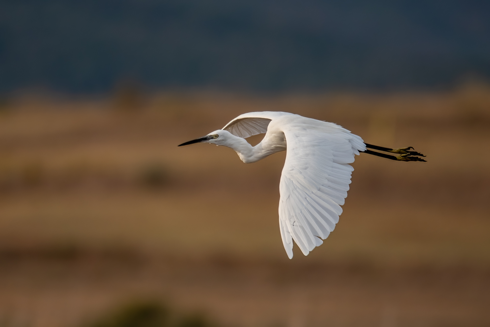 Egretta egret