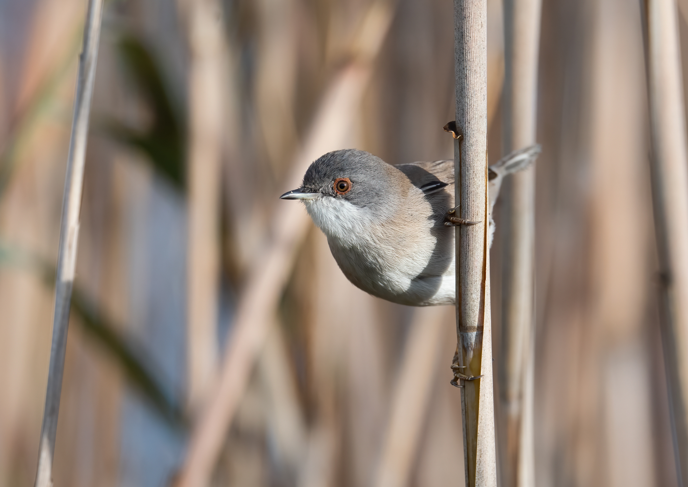 sardinian warbler
