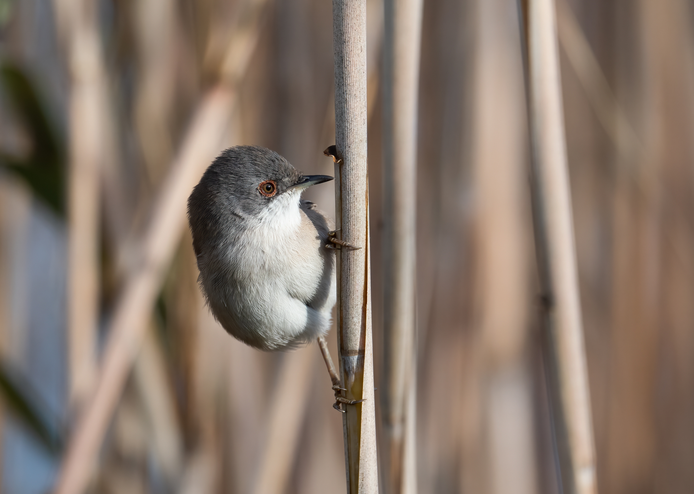 sardinian warbler