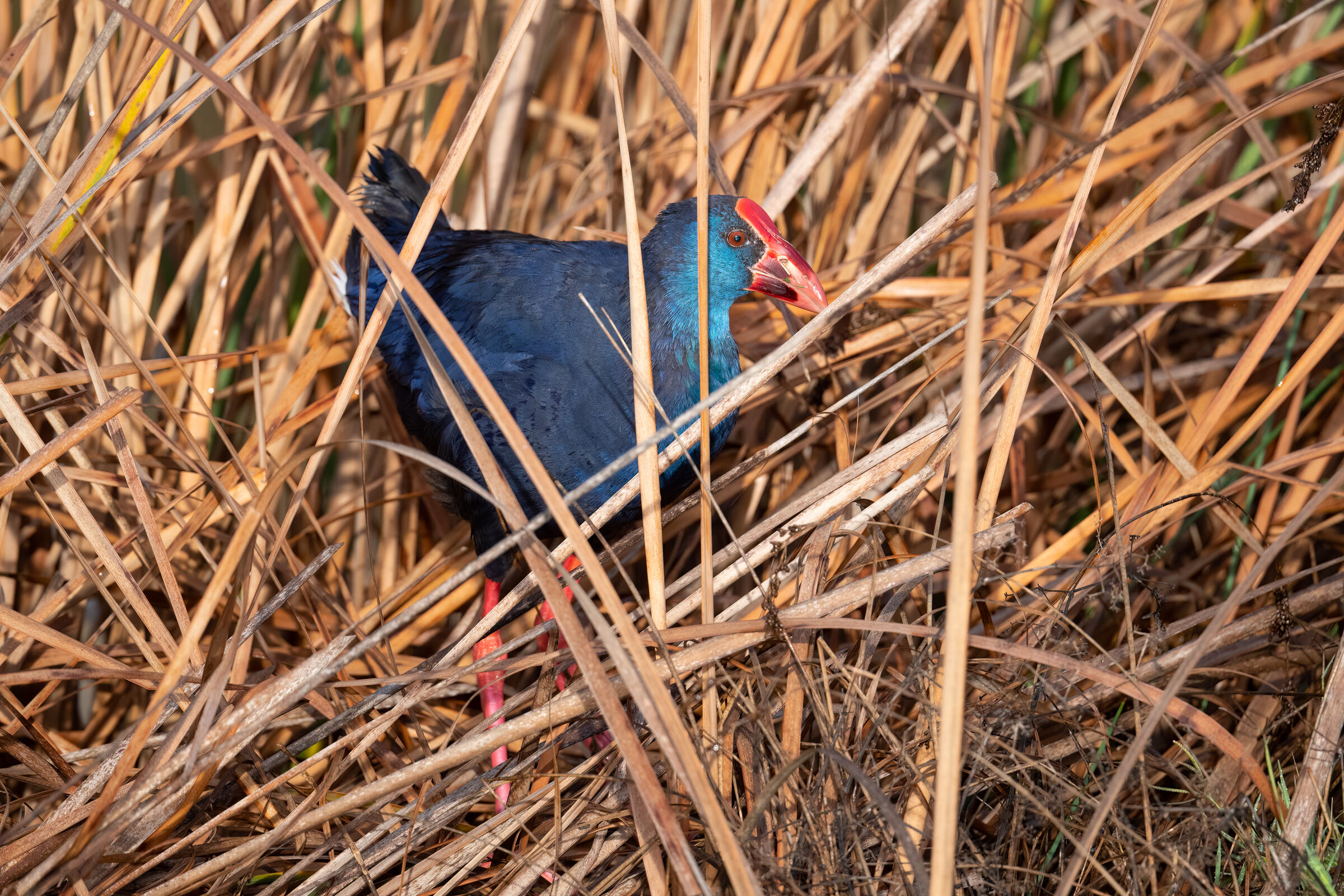 In the middle of the vegetation...