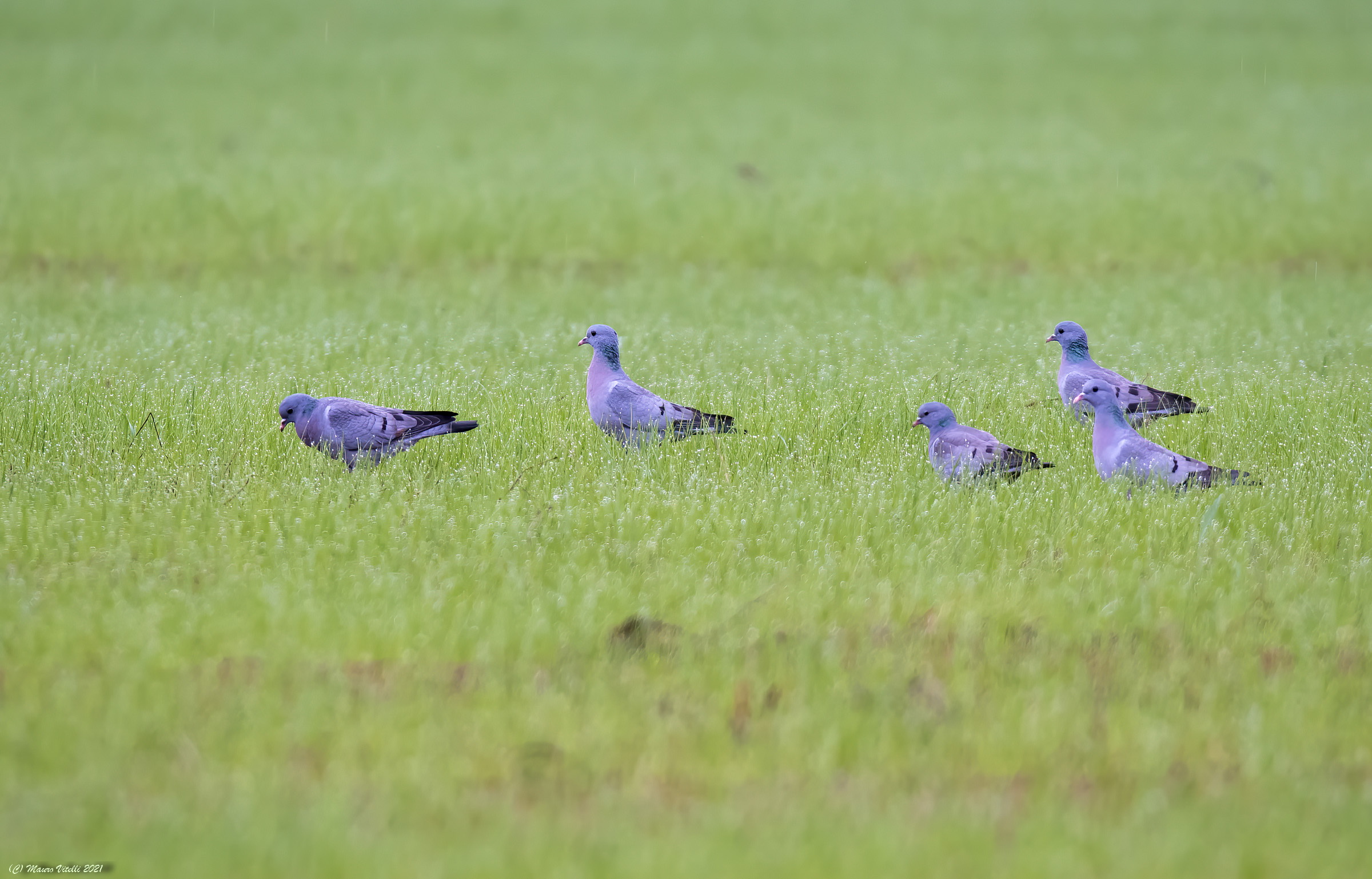 Colombelle (Columba oenas)